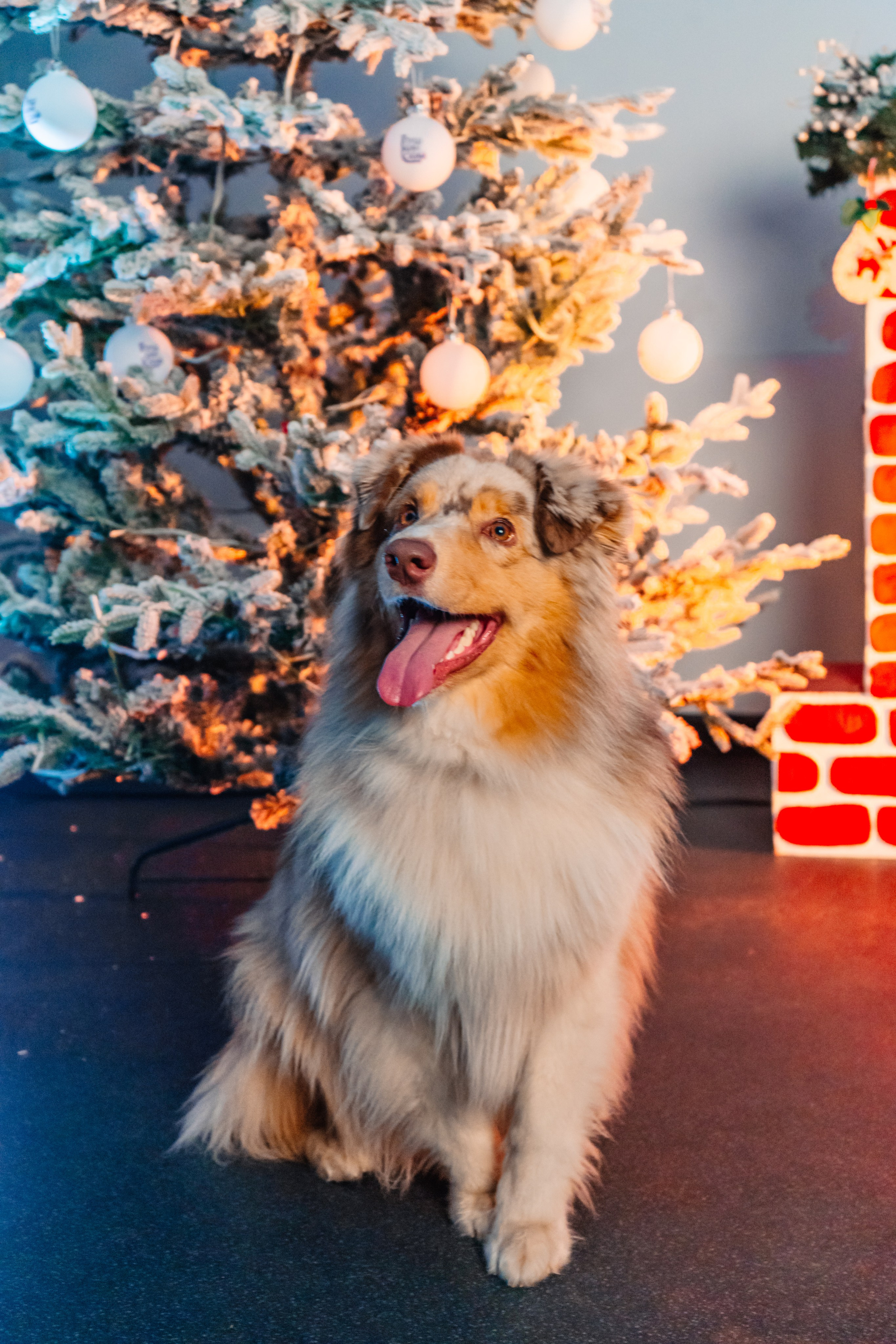 Новогодняя фотосессия совместно с МЦ «Пушкинский». KiPPER Gallery — Фотограф