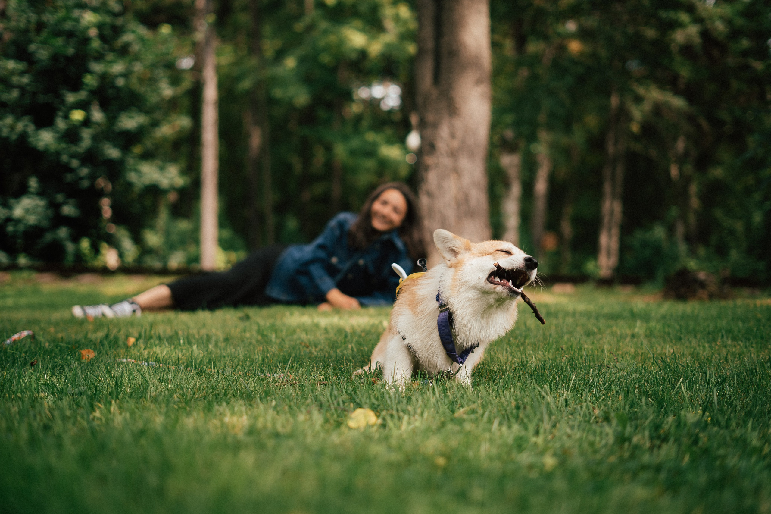 Фотосессия с собакой сахалин. Фотограф сахалин