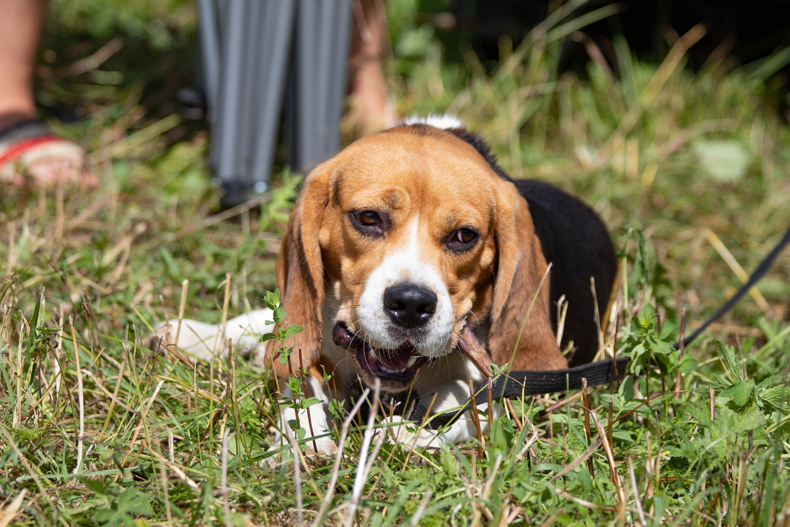 Репортажная съемка в Туле. Фотограф анималист — Тула, Москва