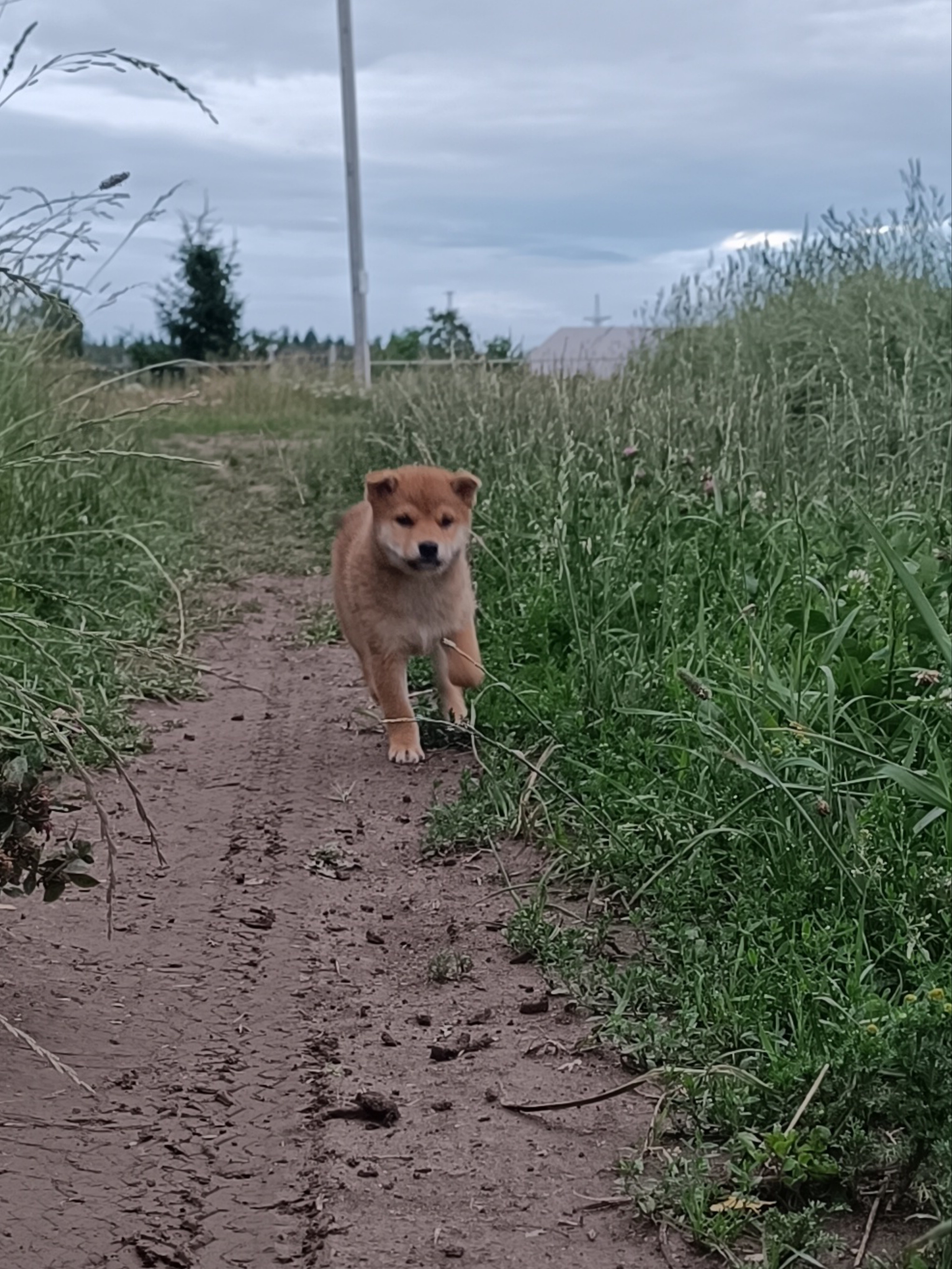 сиба питомник Рубилайт щенки на продажу rubylight  сиба щенки купить СПб Санкт-Петербург 