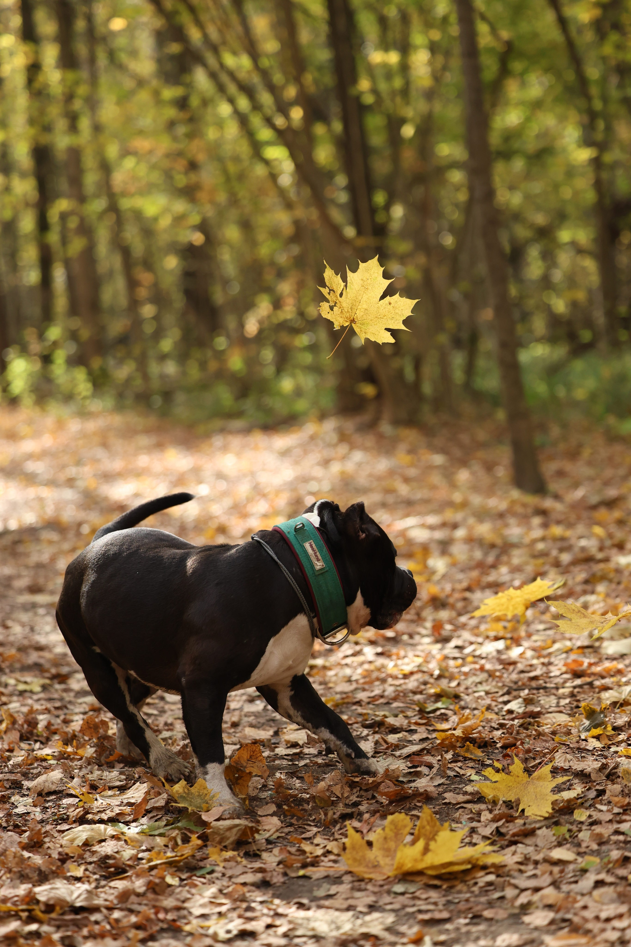 Бумер. Виктория Михайловская. Фотограф-анималист. Москва