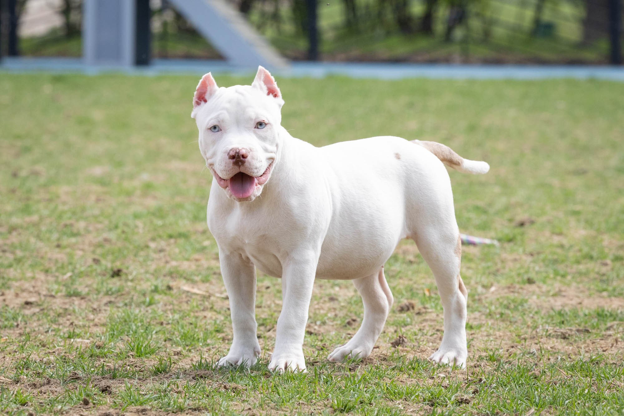 Щенки. Виктория Михайловская. Фотограф-анималист. Москва