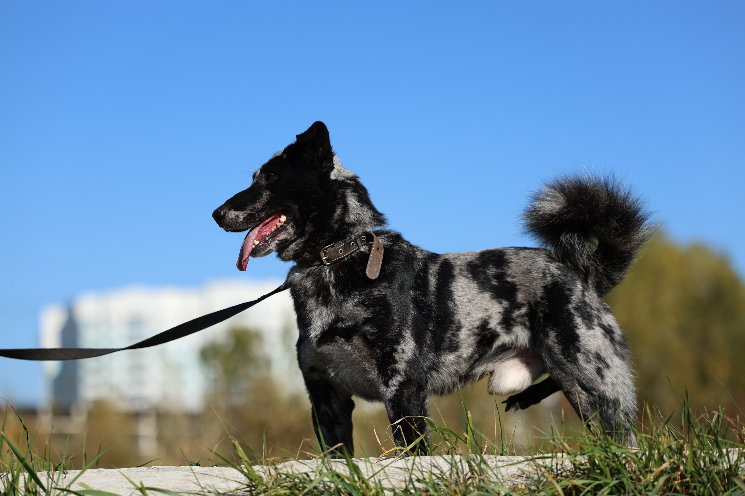 Приют. Виктория Михайловская. Фотограф-анималист. Москва