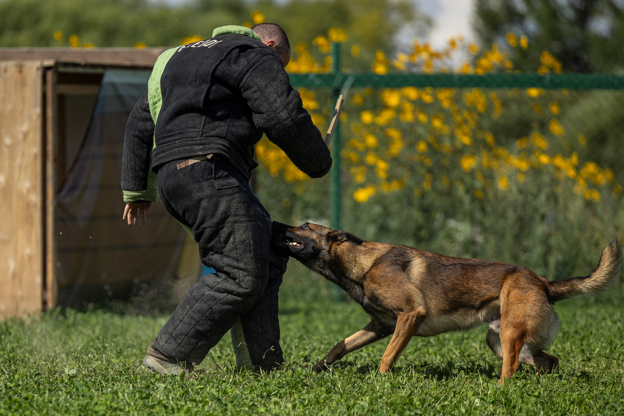 Соревнования по Мондьорингу г. Вологда 10-11.08.2024. Фотограф-анималист Анна Маринич
