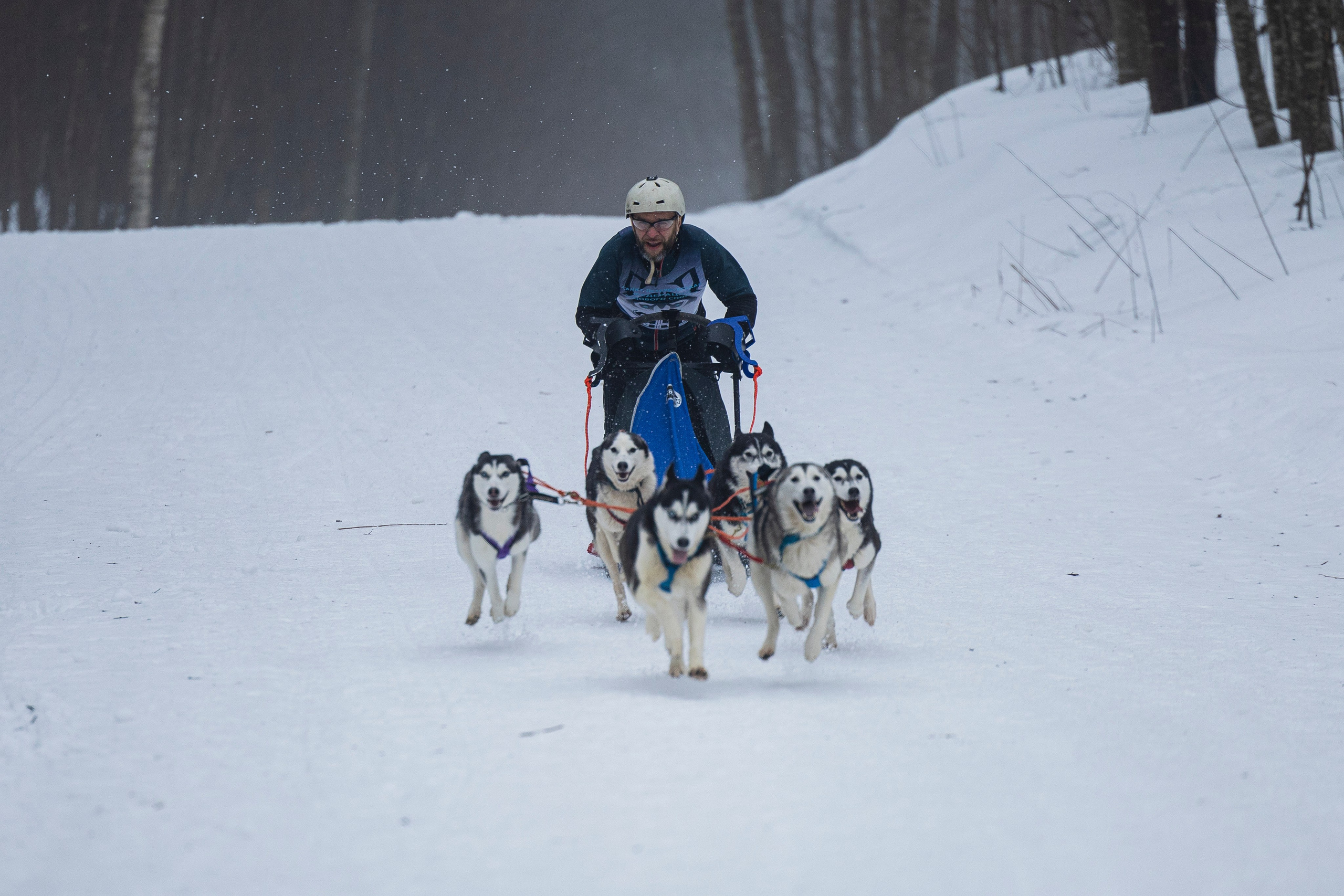 Зимний Чемпионат Санкт-Петербурга по ездовому спорту. Фотограф-анималист Анна Маринич