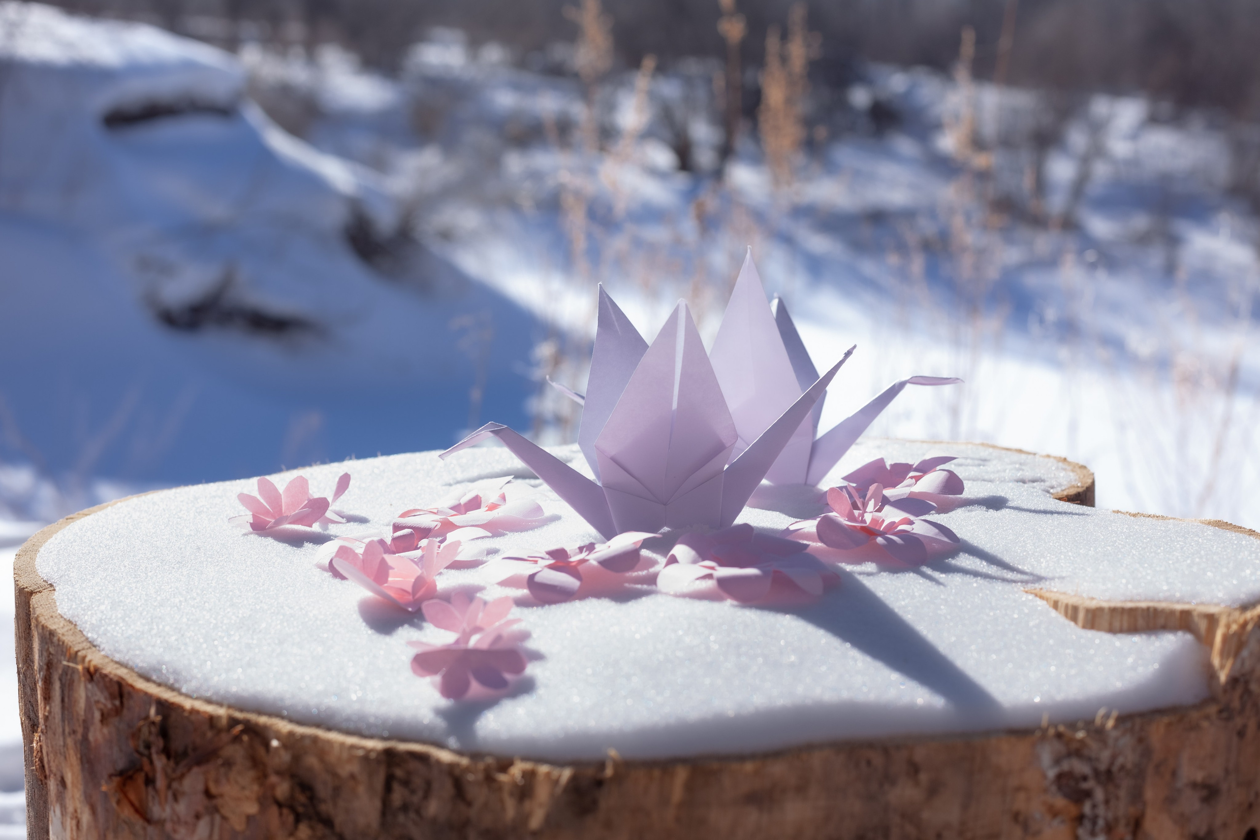 Детская фотосессия в лесу. Фотограф в Томске Евгения Гуляева