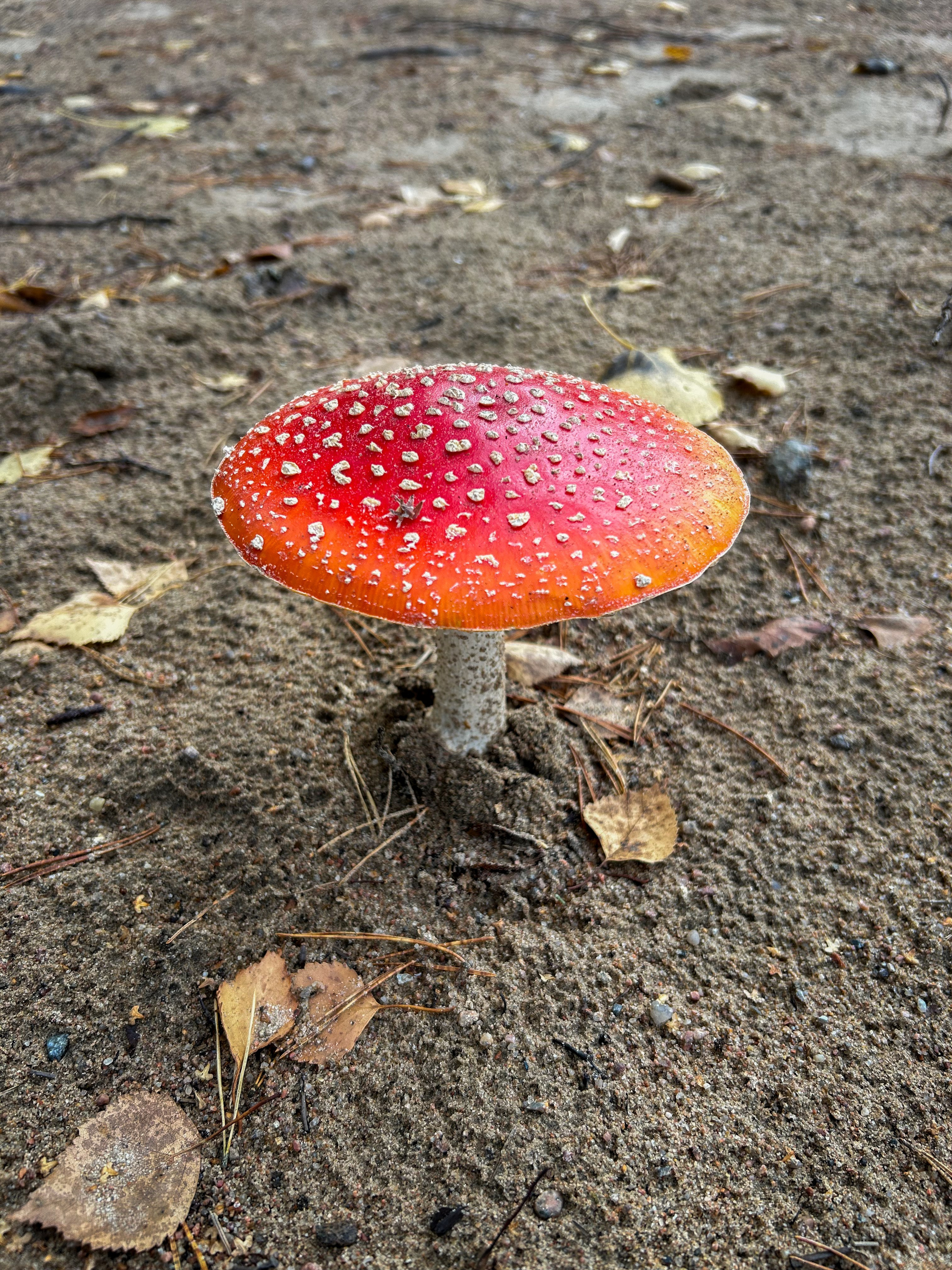 Лето, ах лето. Фотокружок «Видоискатель» ГБОУ СОШ № 291