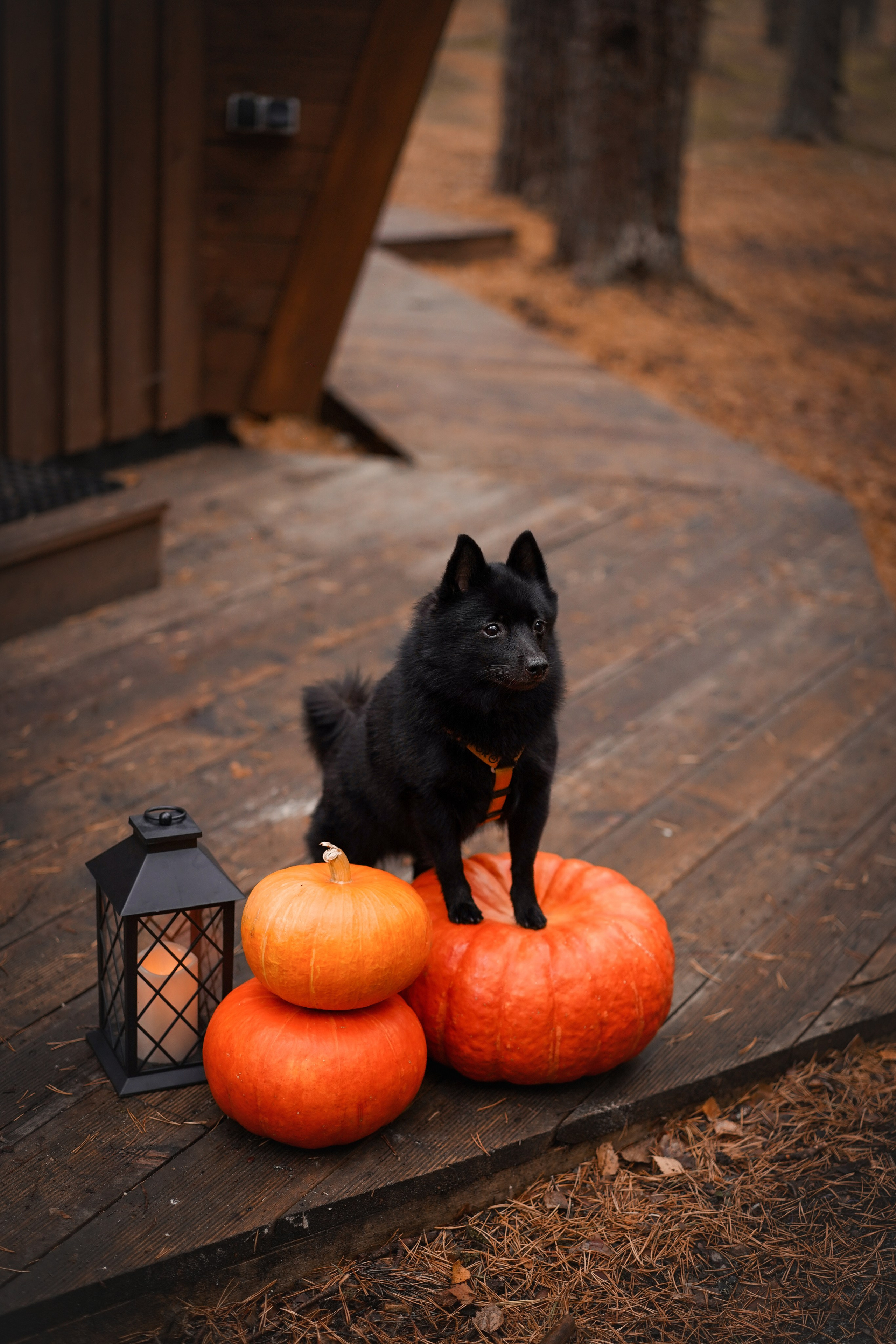 Аня Мишель Арчи и Майкл. Фотограф-анималист в Санкт-Петербурге Яна Мартынова