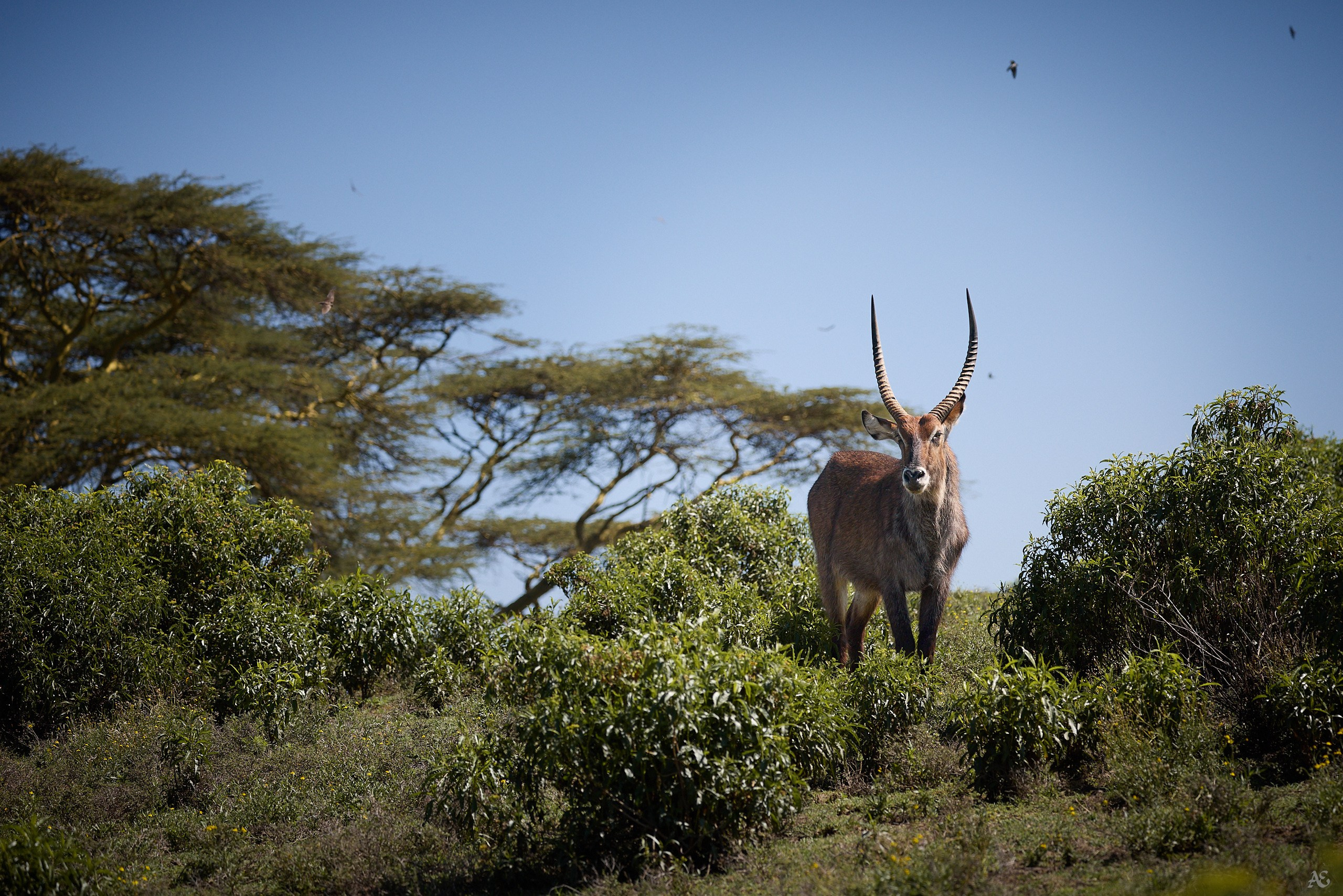 Козёл в профиль