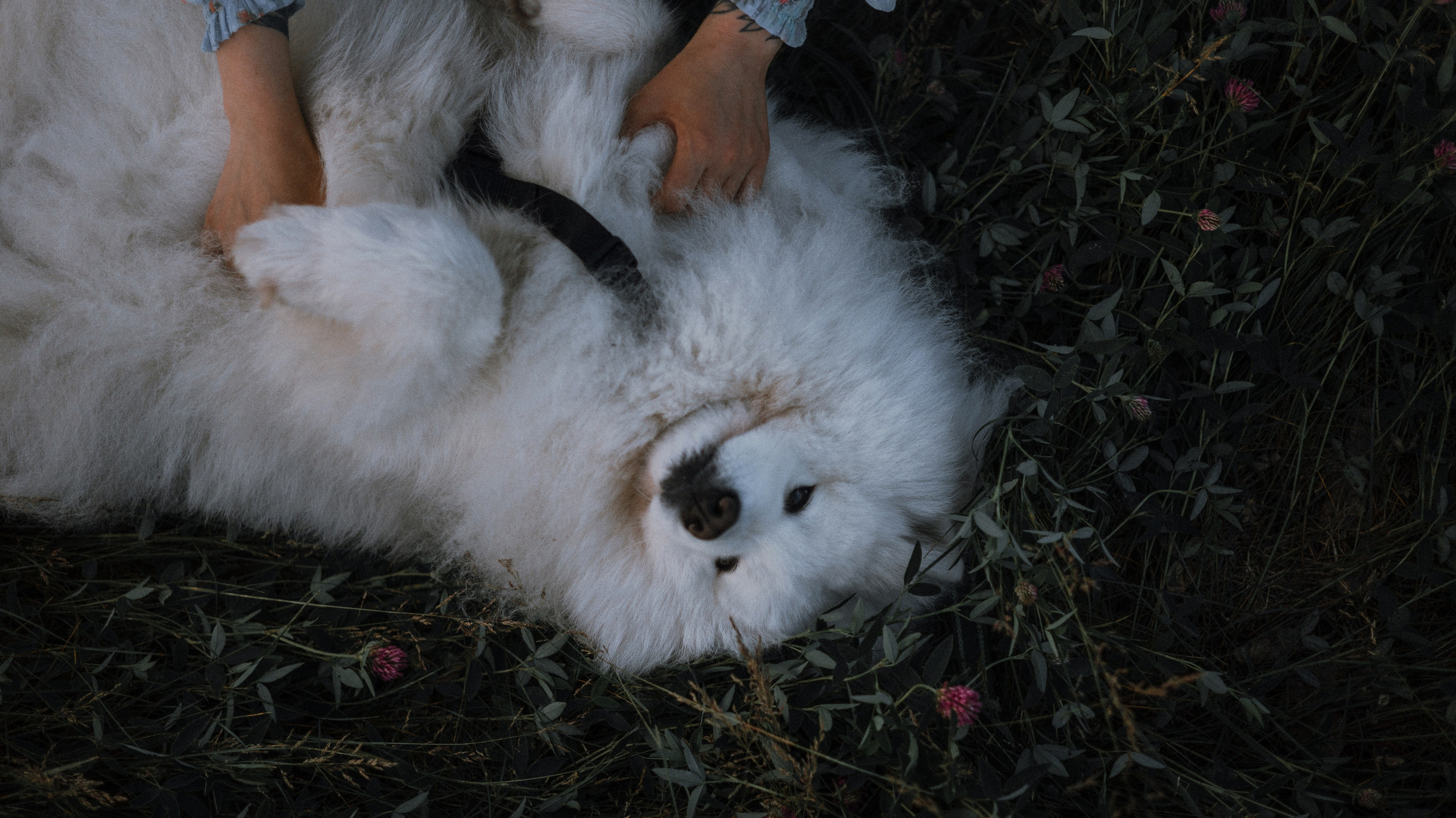 Валерия, Илья, Вита и Умка. Фотограф-анималист Богданова Полина