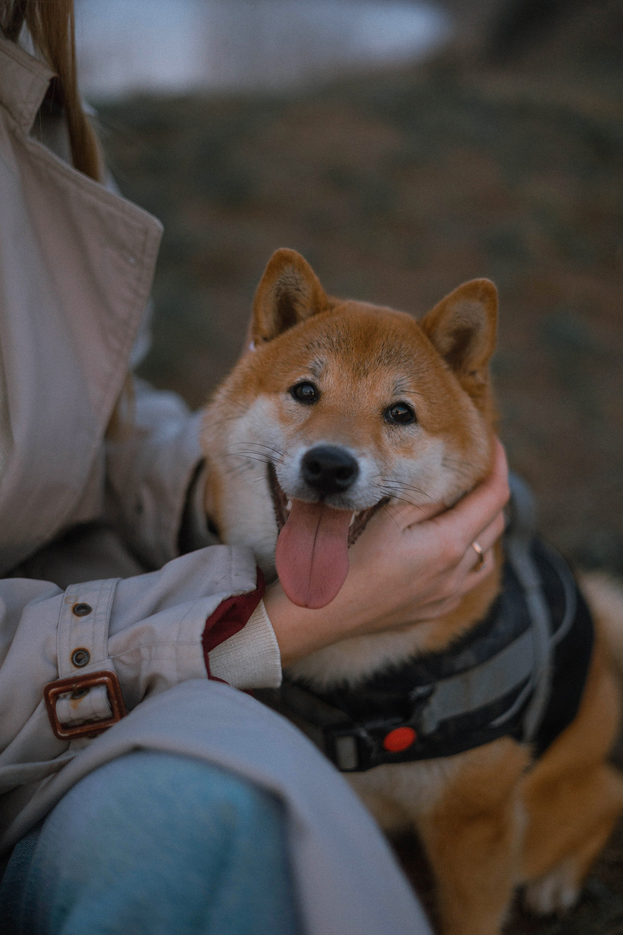 Аня и Шани. Фотограф-анималист Богданова Полина