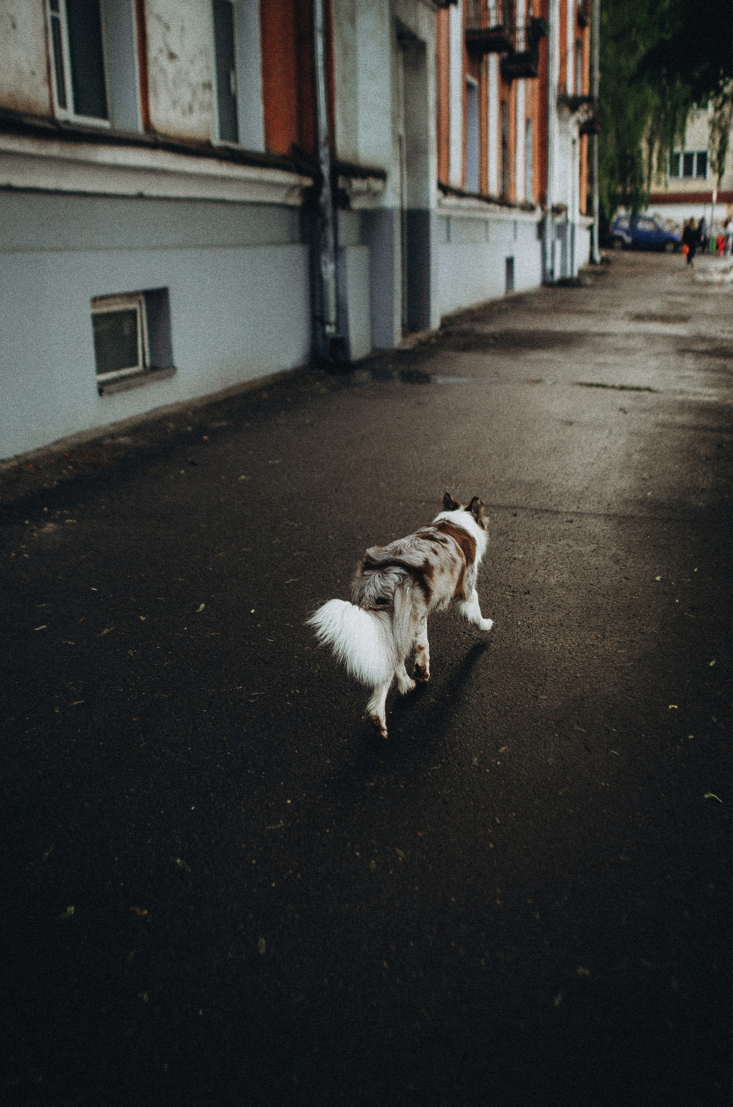 Алина и Бруна. Фотограф-анималист Богданова Полина
