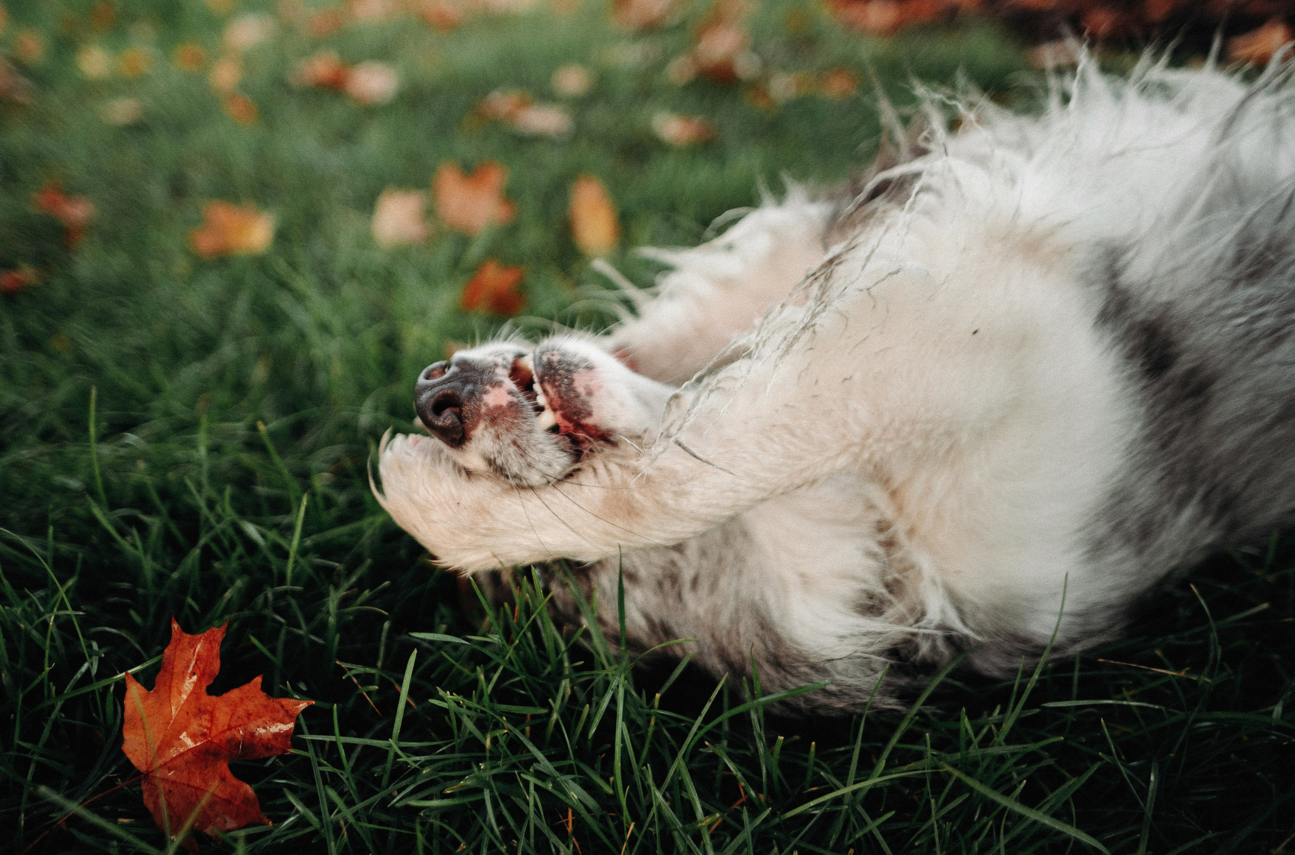 Диана и Робин. Фотограф-анималист Богданова Полина