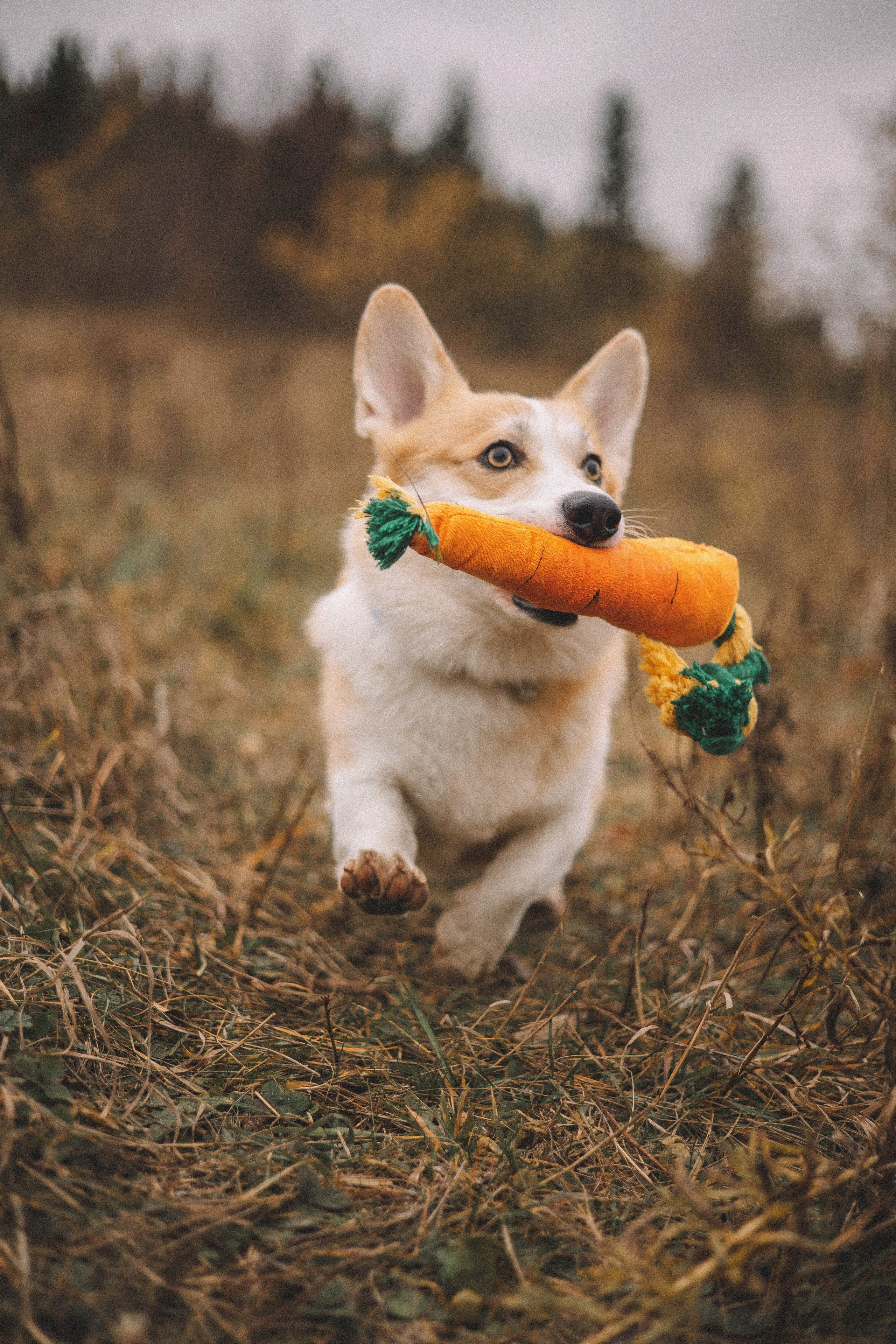 Юля и барри. Фотограф-анималист Богданова Полина