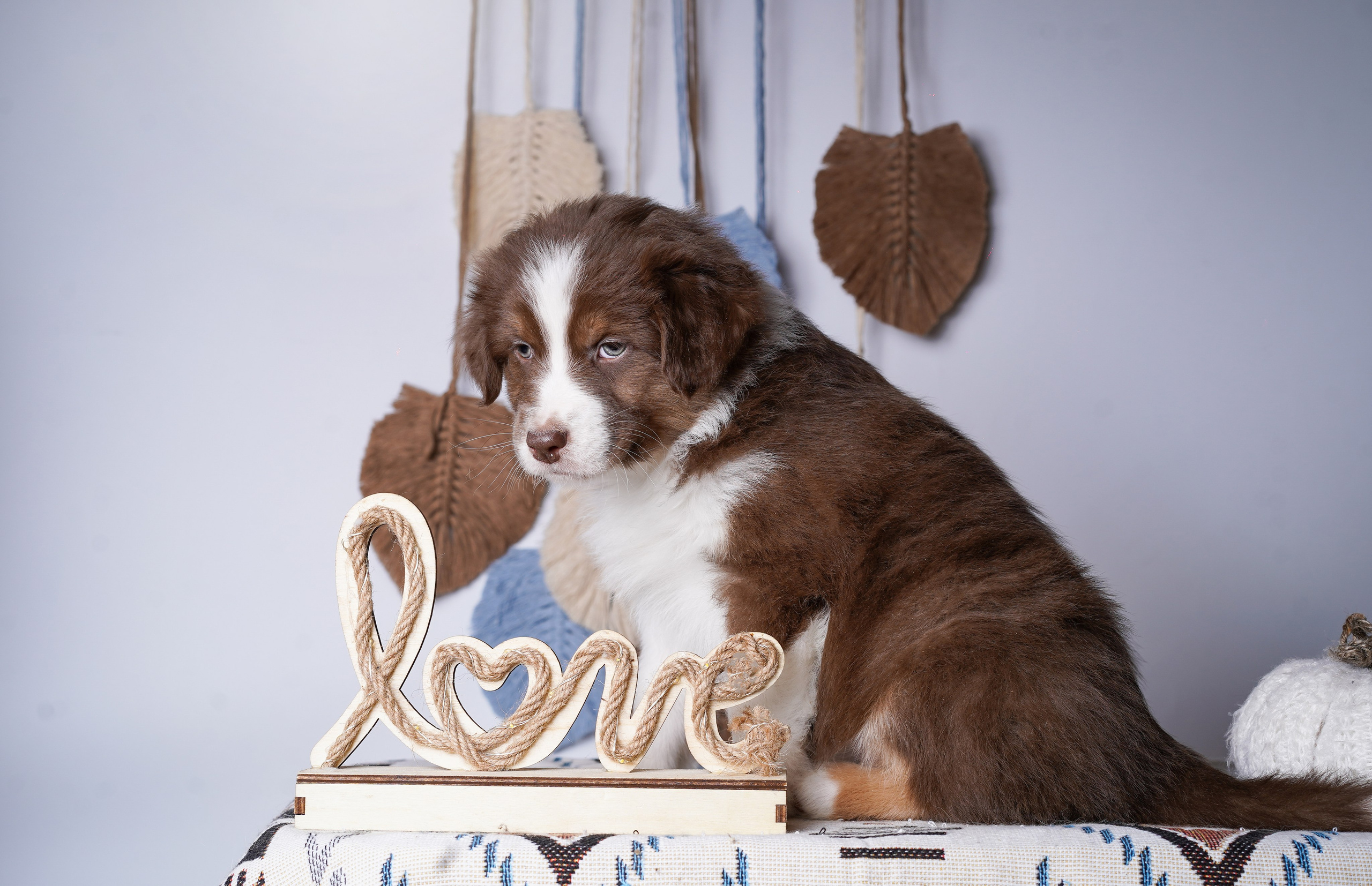 Щенки аусси. Фотограф-анималист в Санкт-Петербурге Яна Мартынова