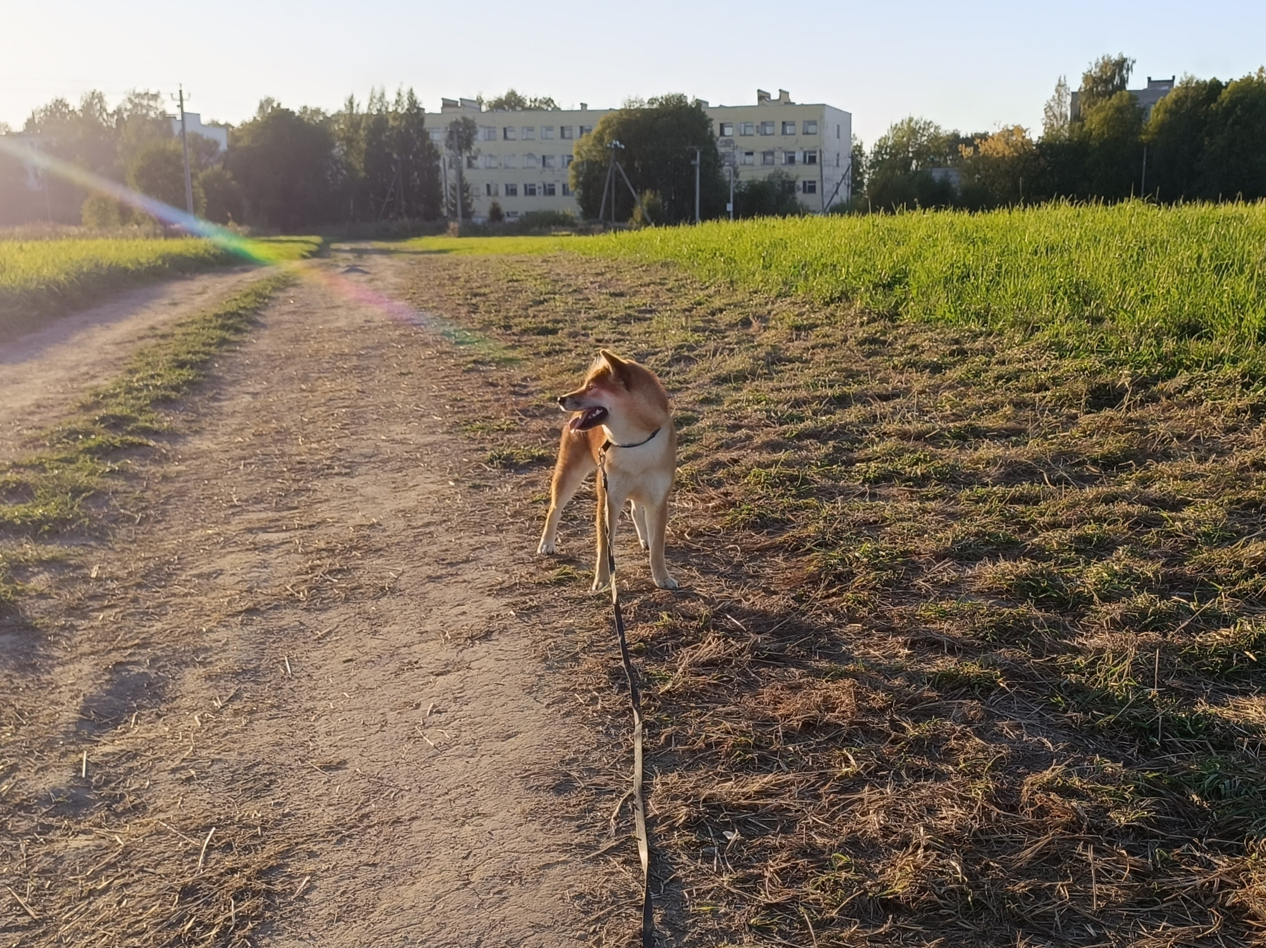 Сиба Rubylight Ellis питомник Рубилайт