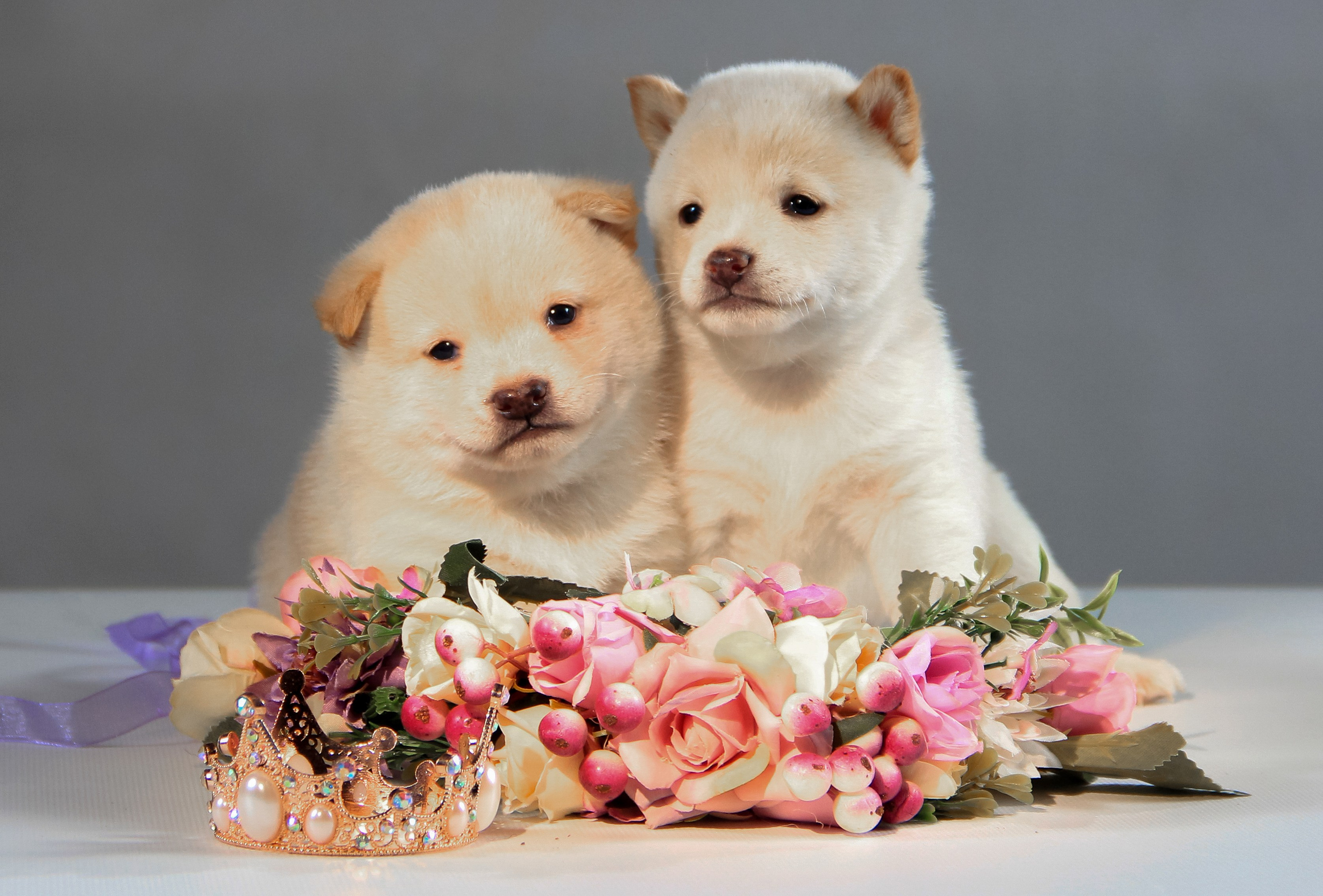 Щенки. Фотограф — анималист в Москве и области Ольга Петракова