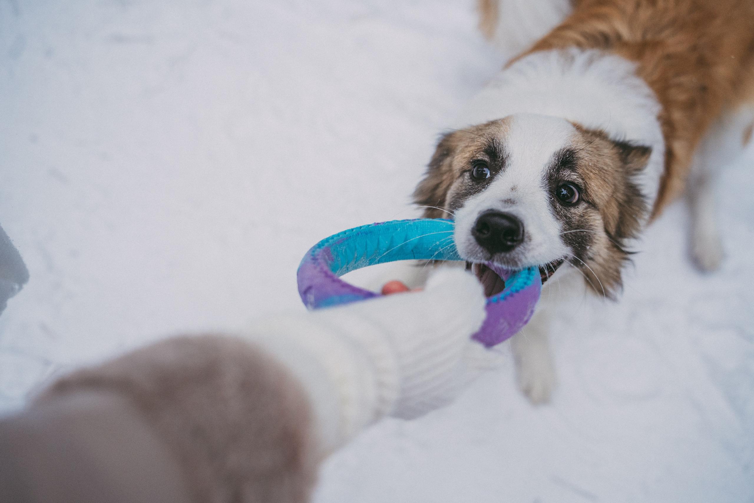 Катя, Анатолий и Елай. Фотограф анималист в Москве и Санкт-Петербурге Свиридова Анна