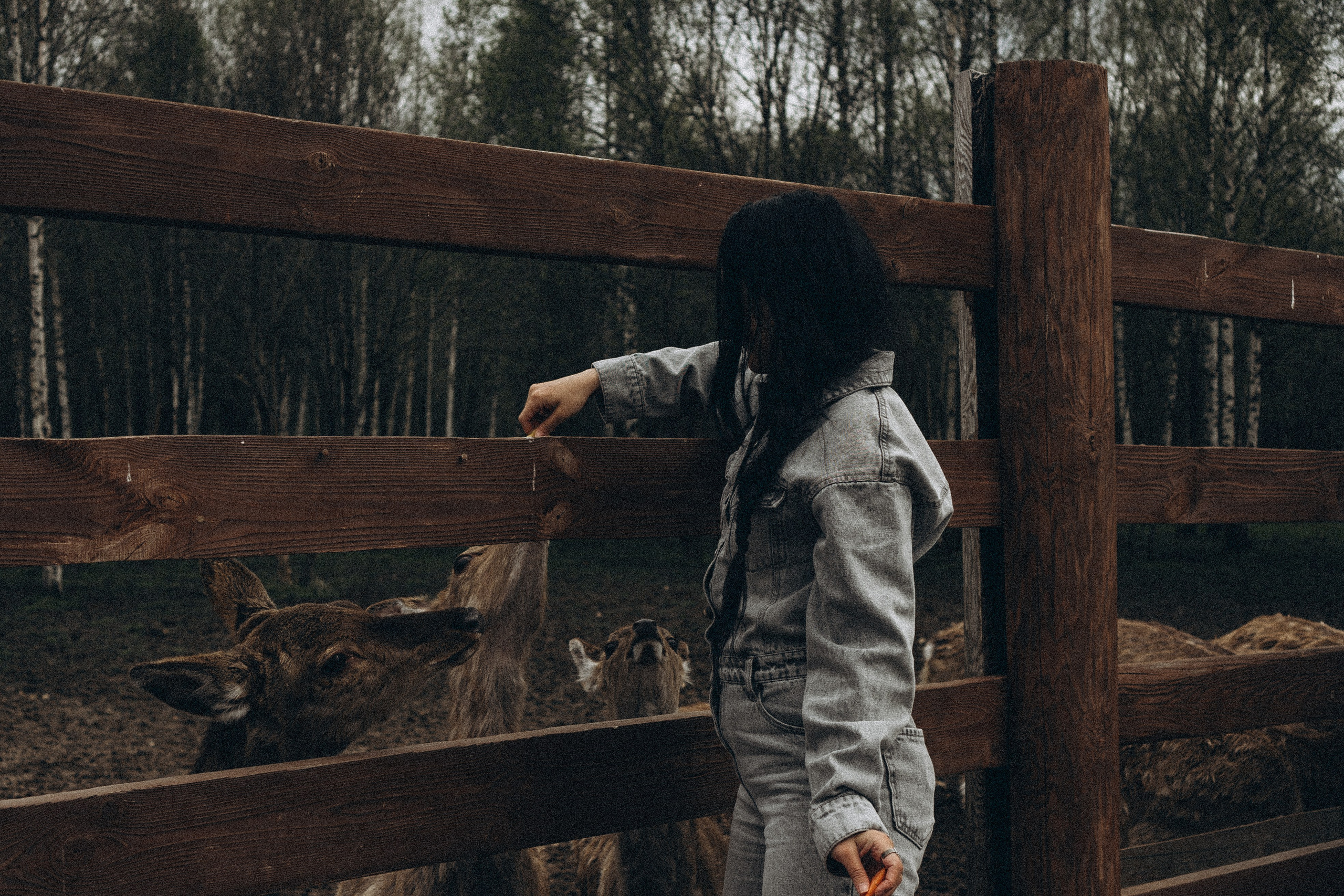 ОЛЕНЬЯ ФЕРМА В ТВЕРИ. Профессиональный фотограф, Санкт-Петербург — Виктория Богомолова