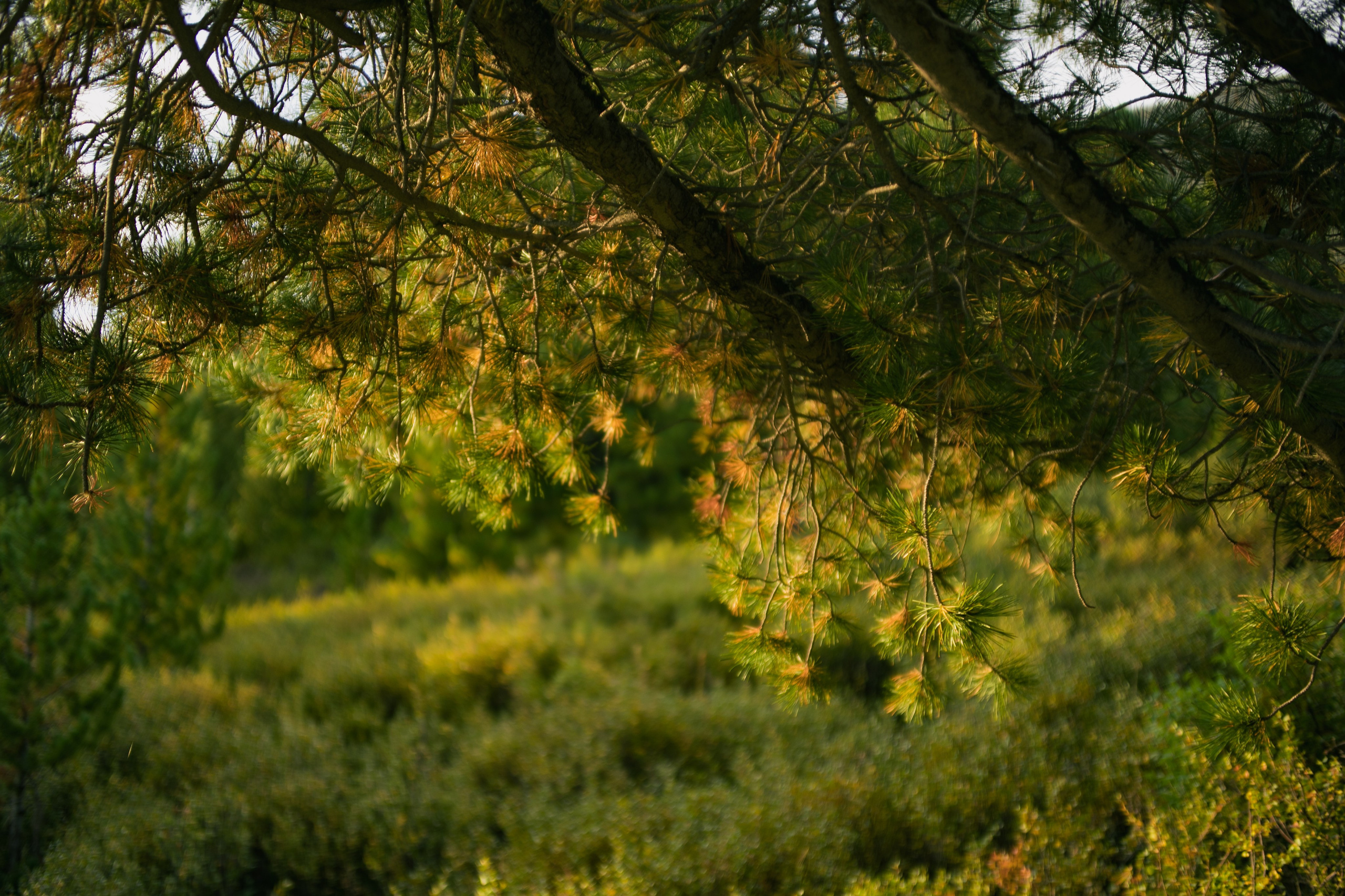 Шавлинские. Главная