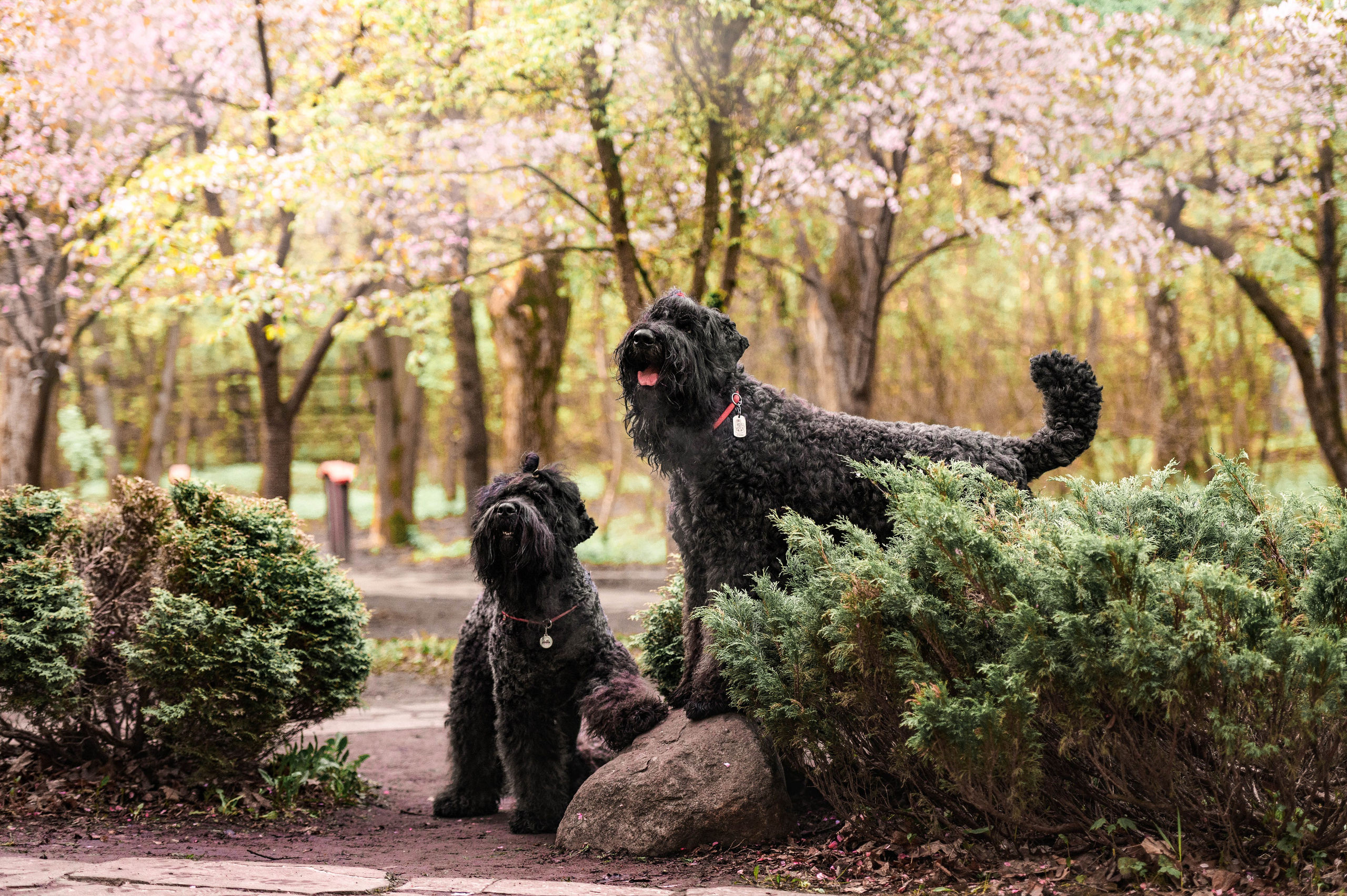 Черныши, сакура и краски холи. Фотограф-анималист