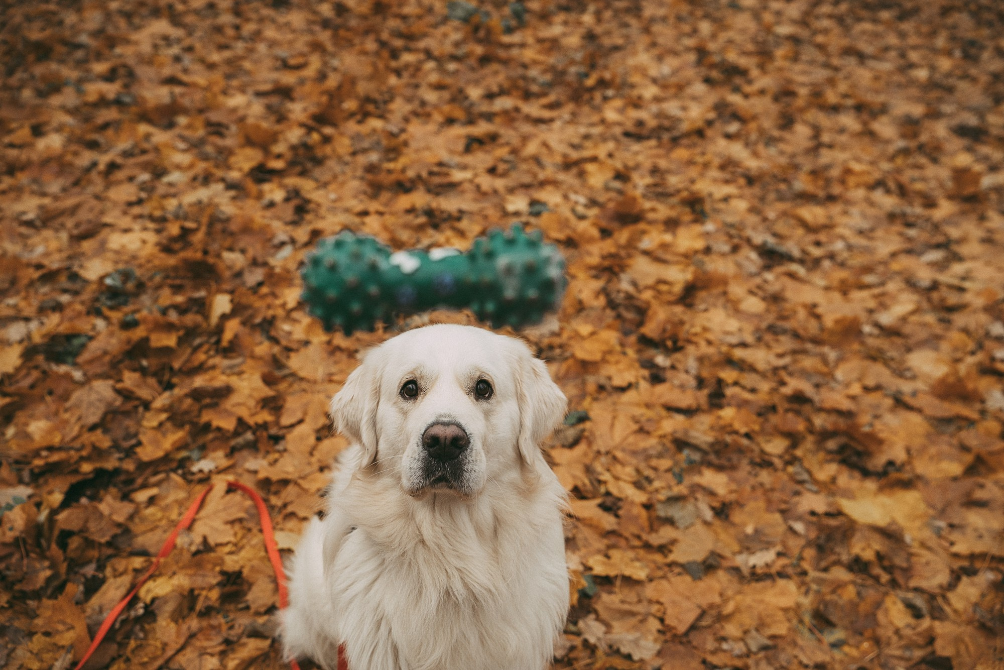 Лена и Мерлин. Фотограф анималист в Москве и Санкт-Петербурге Свиридова Анна