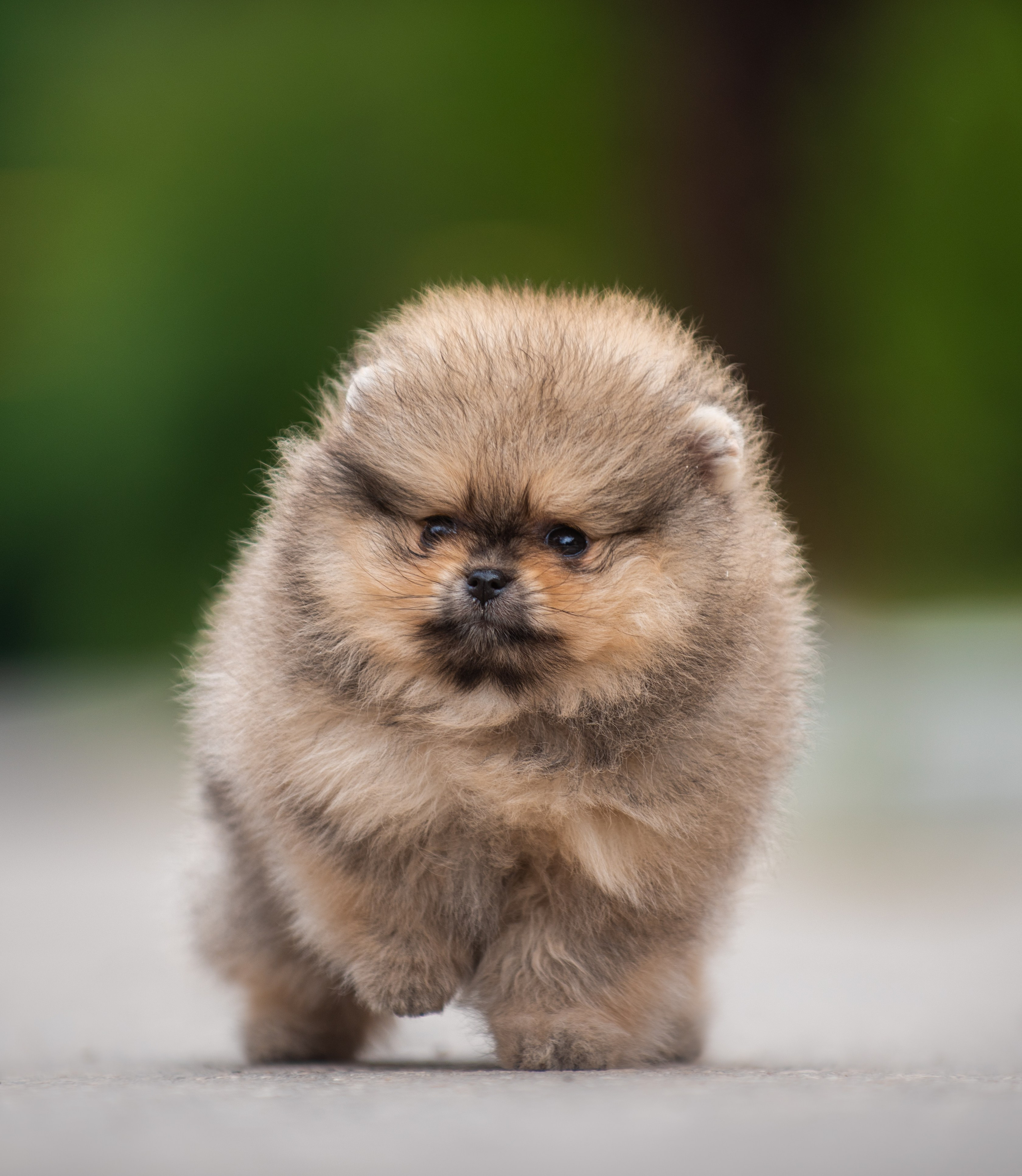 Шпицы щенки. Главная