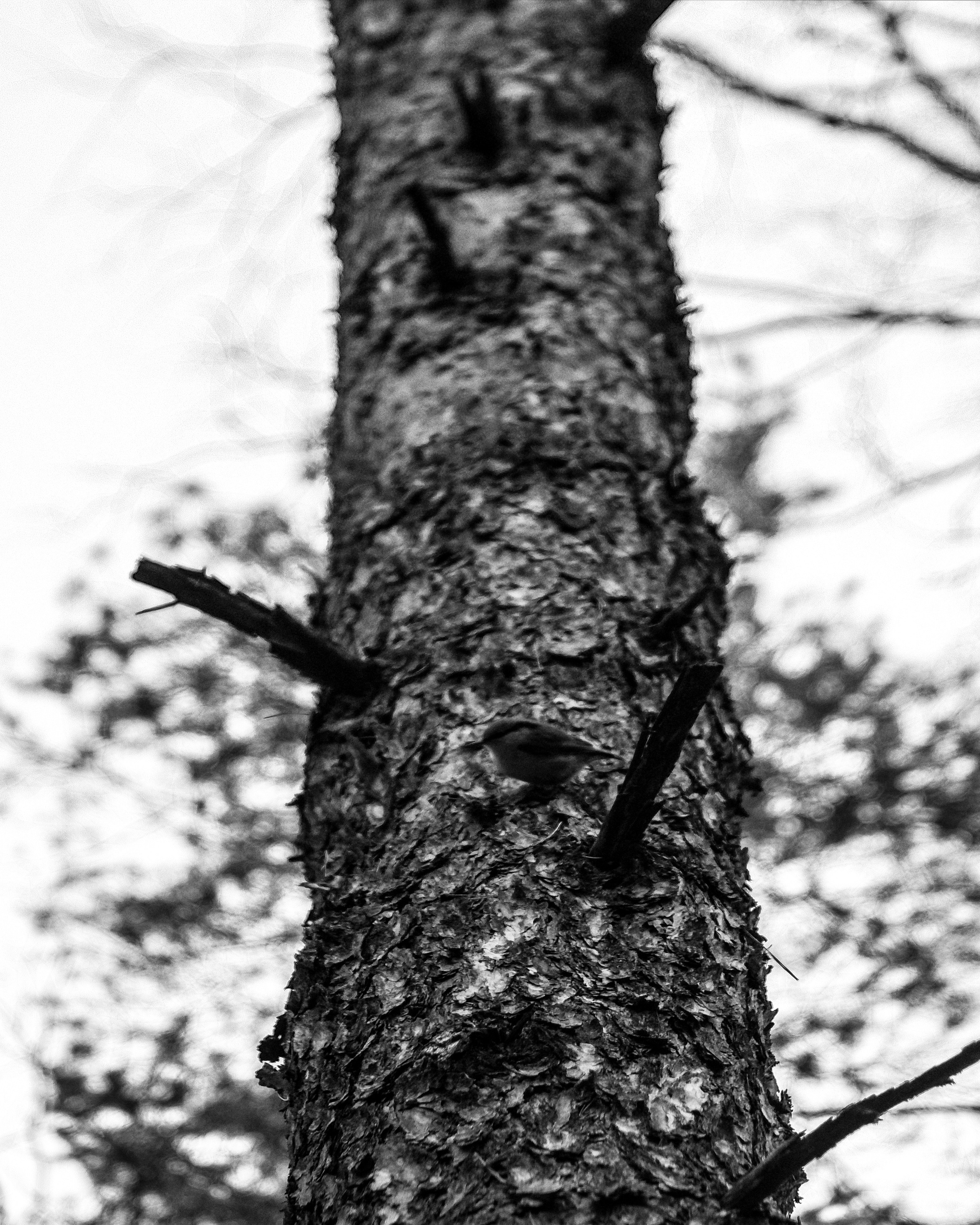 ЧБ  пейзажи (BnW landscape). Фотограф (photographer) Lischinski Vitaliy