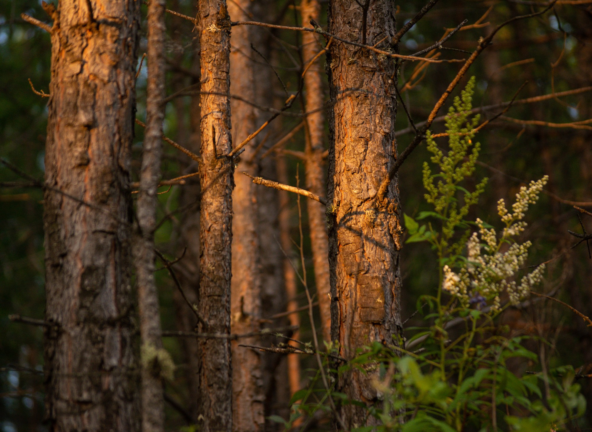 Разное. Репортажный фотограф г. Чита