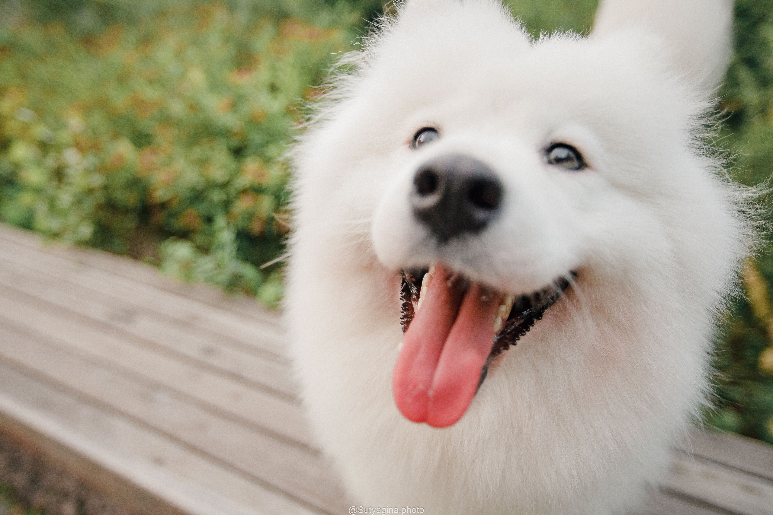 Самоед Рея. Свадебный и женский фотограф