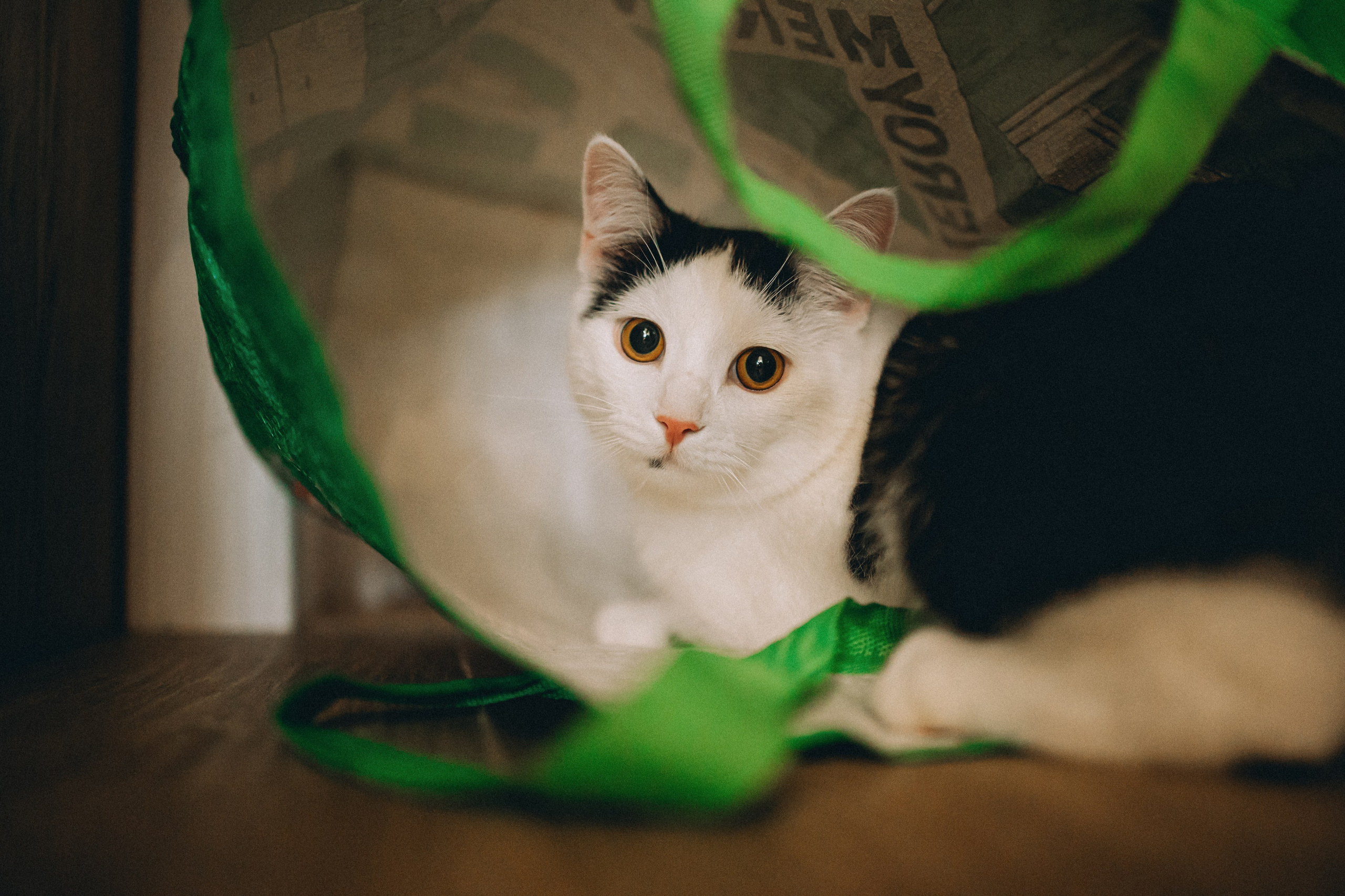 Рыся, Кепа и их семья