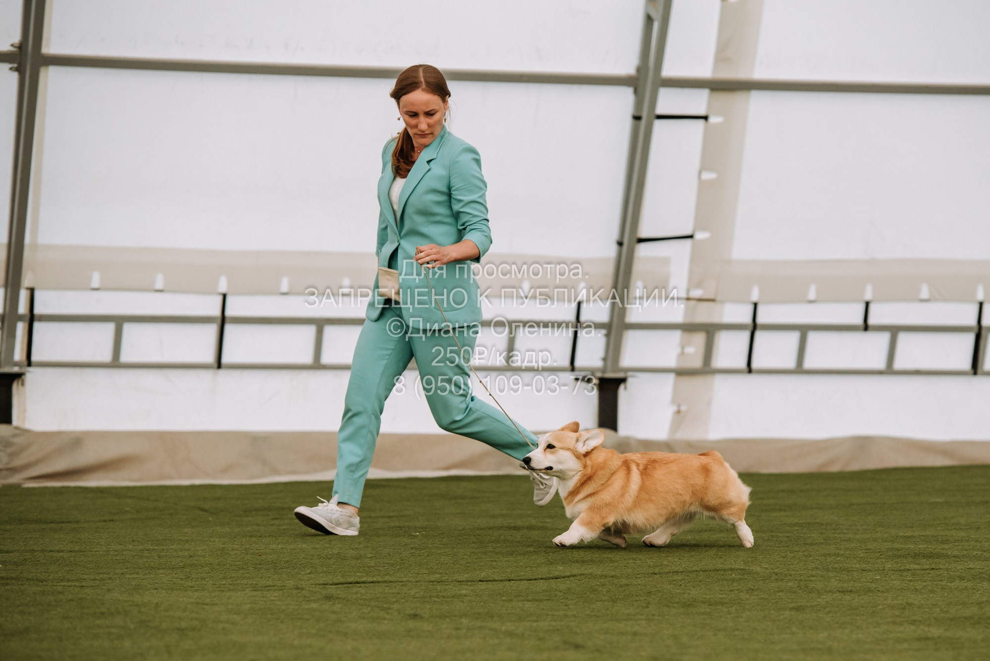 Выставка собак Красноярск 2.06. Фотограф Диана Оленина Красноярск / Братск