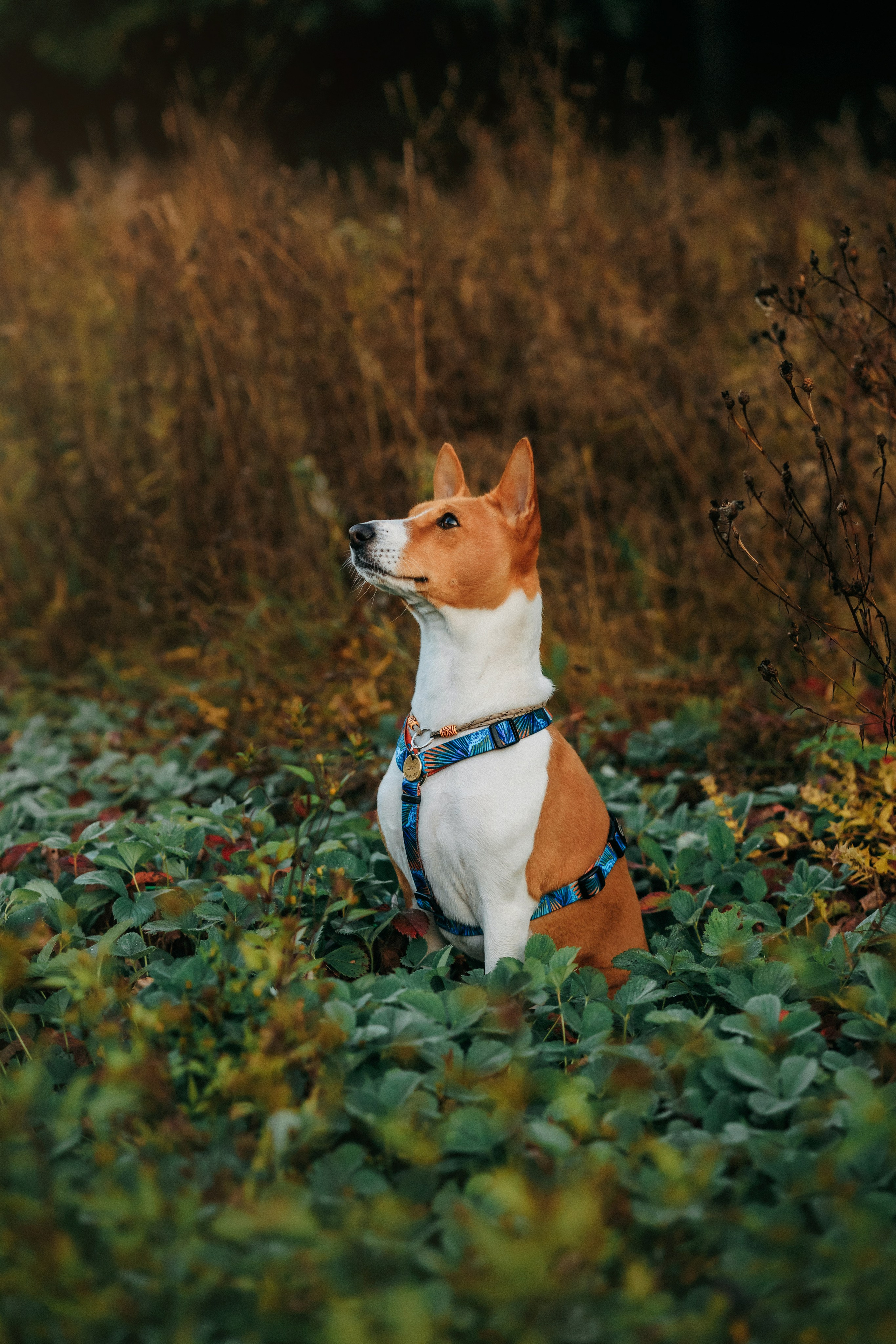 Лена и Джин. Фотограф-анималист Елена Радченко, Москва