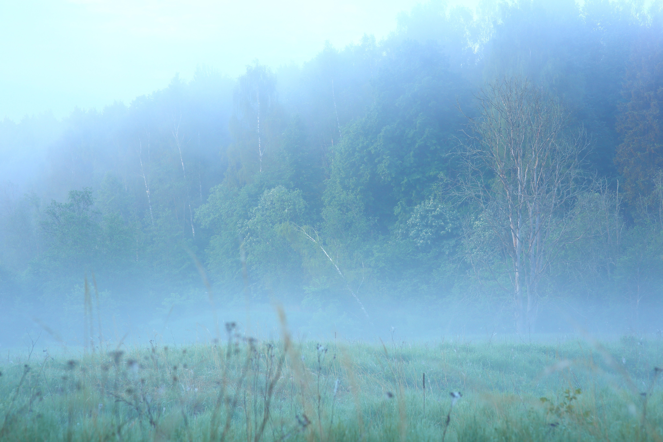Туманным утром. Свадебный и репортажный фотограф в Ярославле и Санкт-Петербурге Роман Микрюков