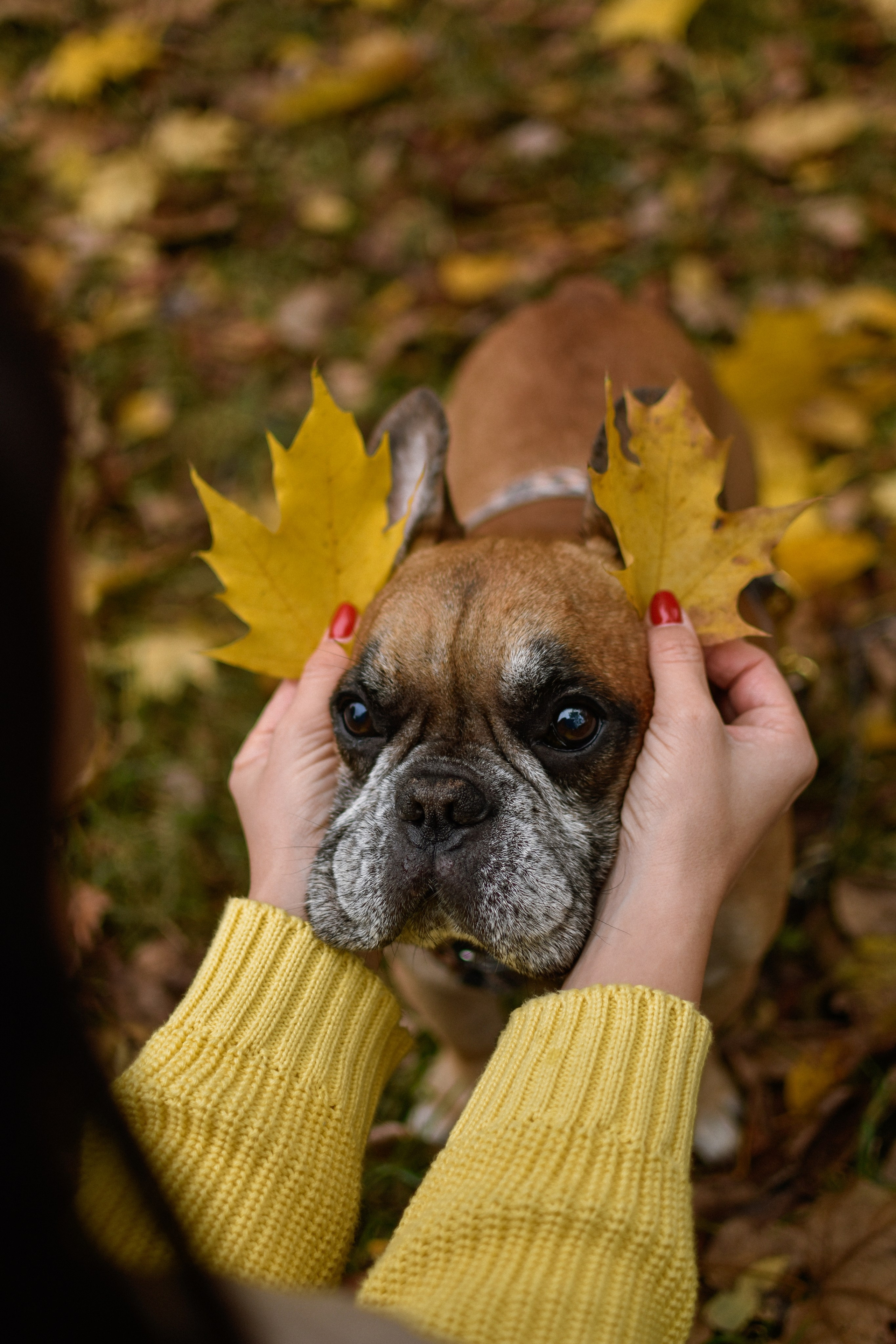 Форбс и Юля. Фотограф-анималист Ксения Шевцова|Москва