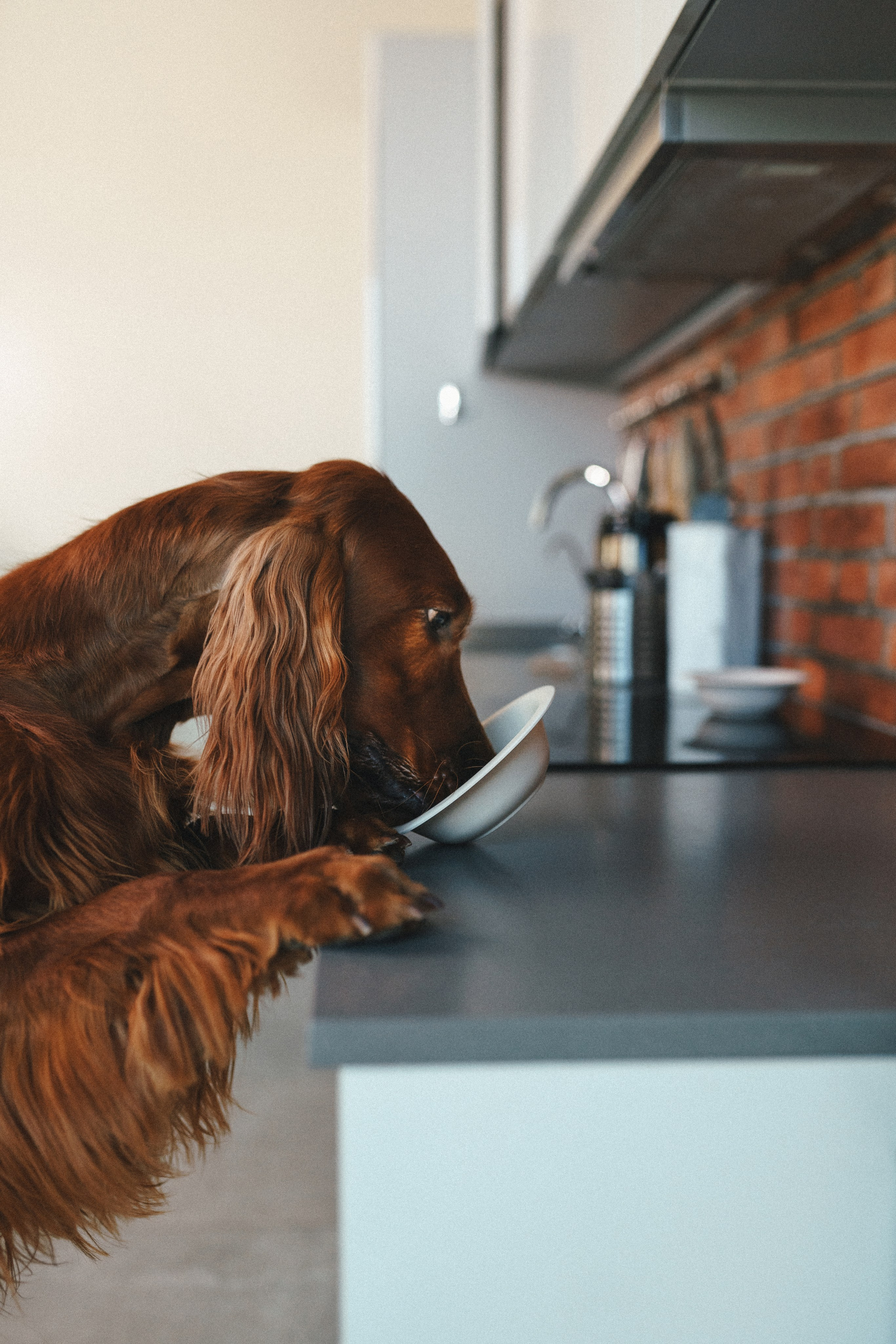 M-Pets. Фотограф анималист Осипчикова Мария