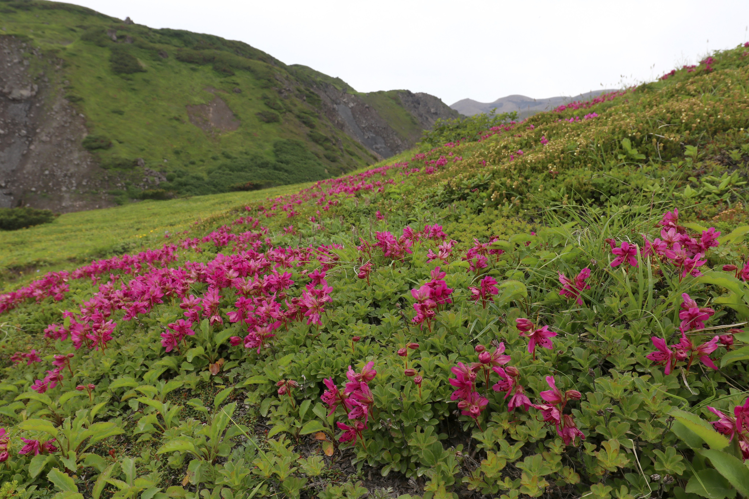 Камчатка и о. Парамушир. Июль 2024. Путешественник-фотограф из Санкт-Петербурга Татьяна Свистулина