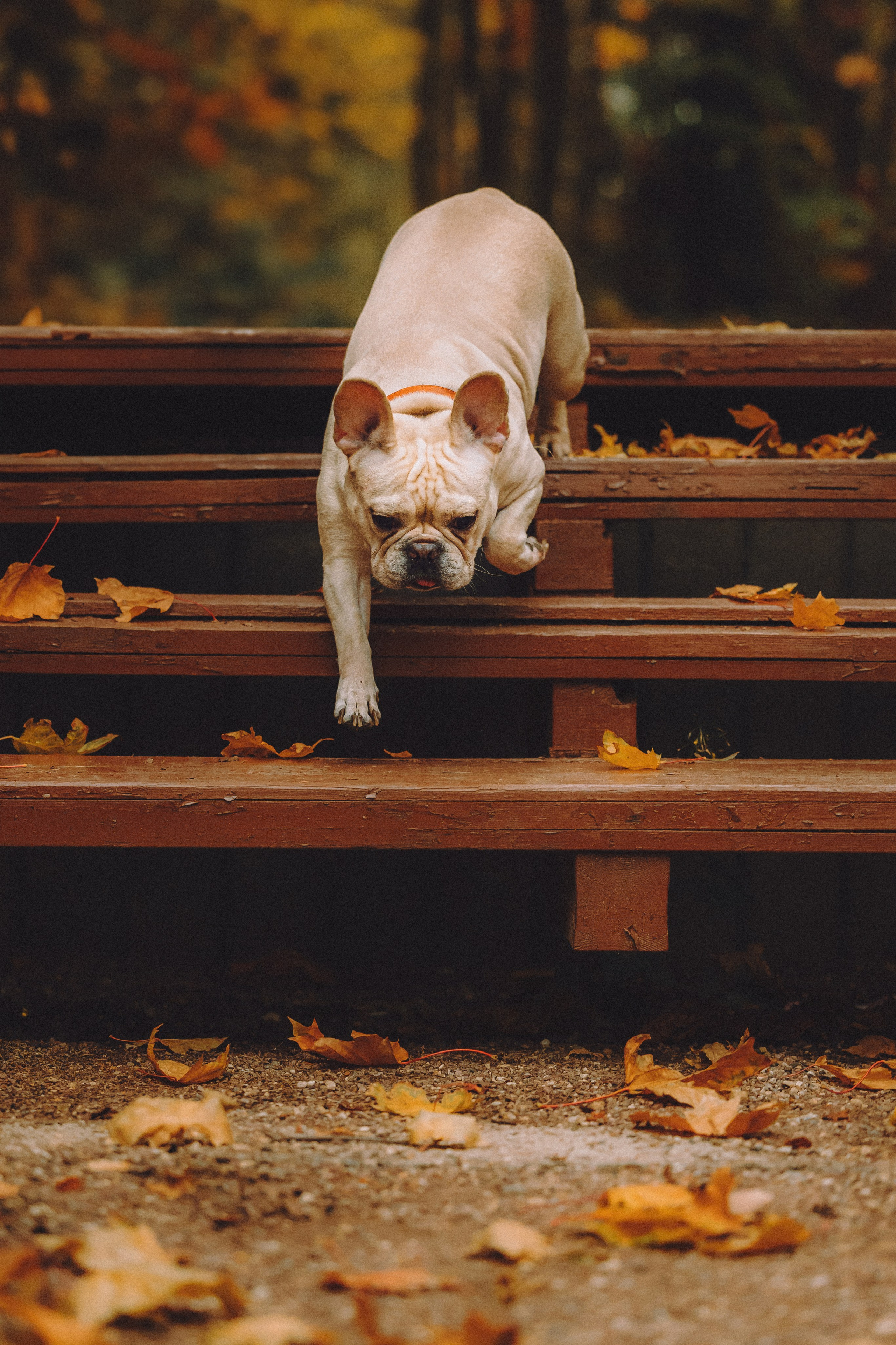 Антонина и Амиша