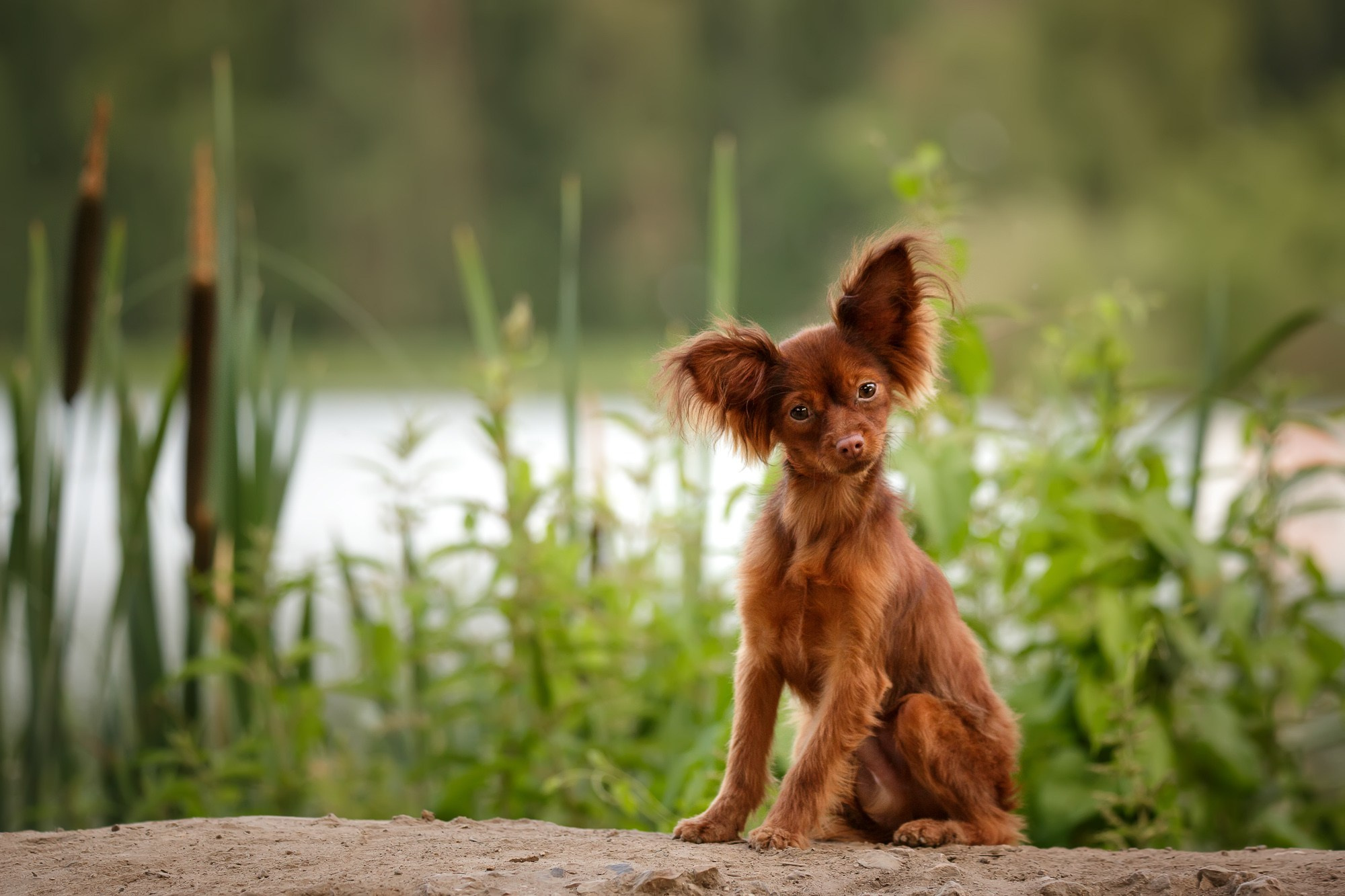 Фотосъёмки щенков. Фотограф-анималист Natalia Deingel | Фотосъемка собак в Москве