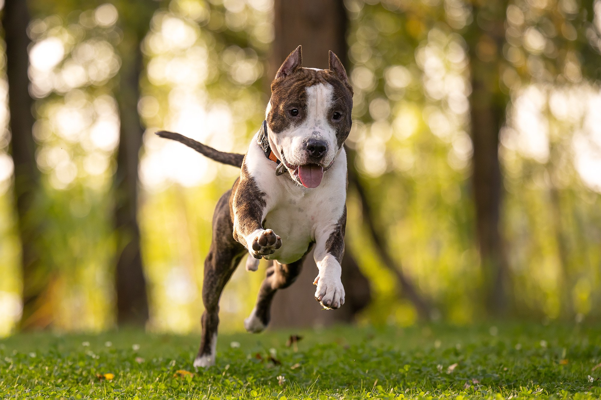 Амстафф Честер и его семья. Фотограф-анималист Natalia Deingel | Фотосъемка собак в Москве