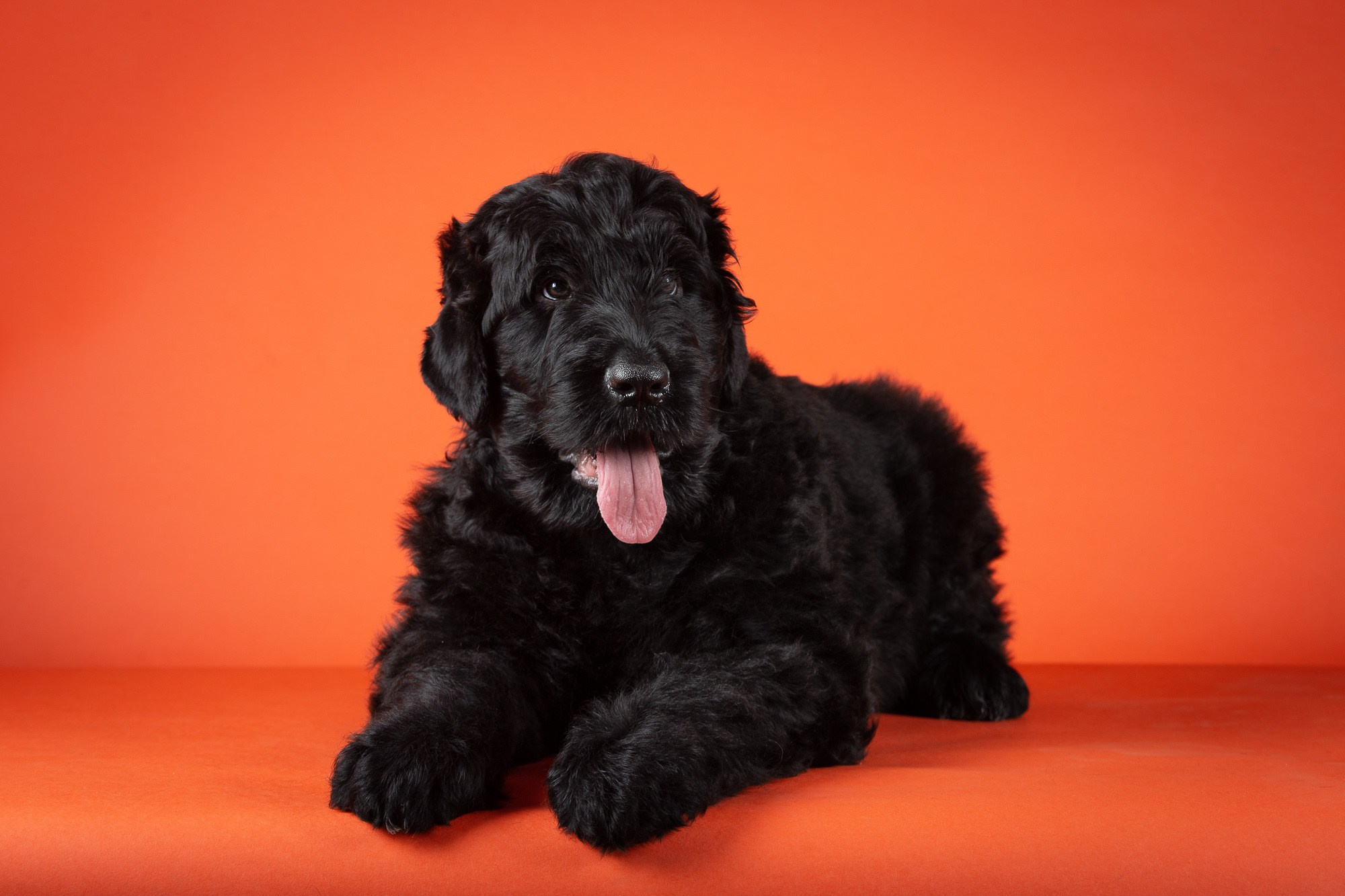 Фотосъёмки щенков. Фотограф-анималист Natalia Deingel | Фотосъемка собак в Москве