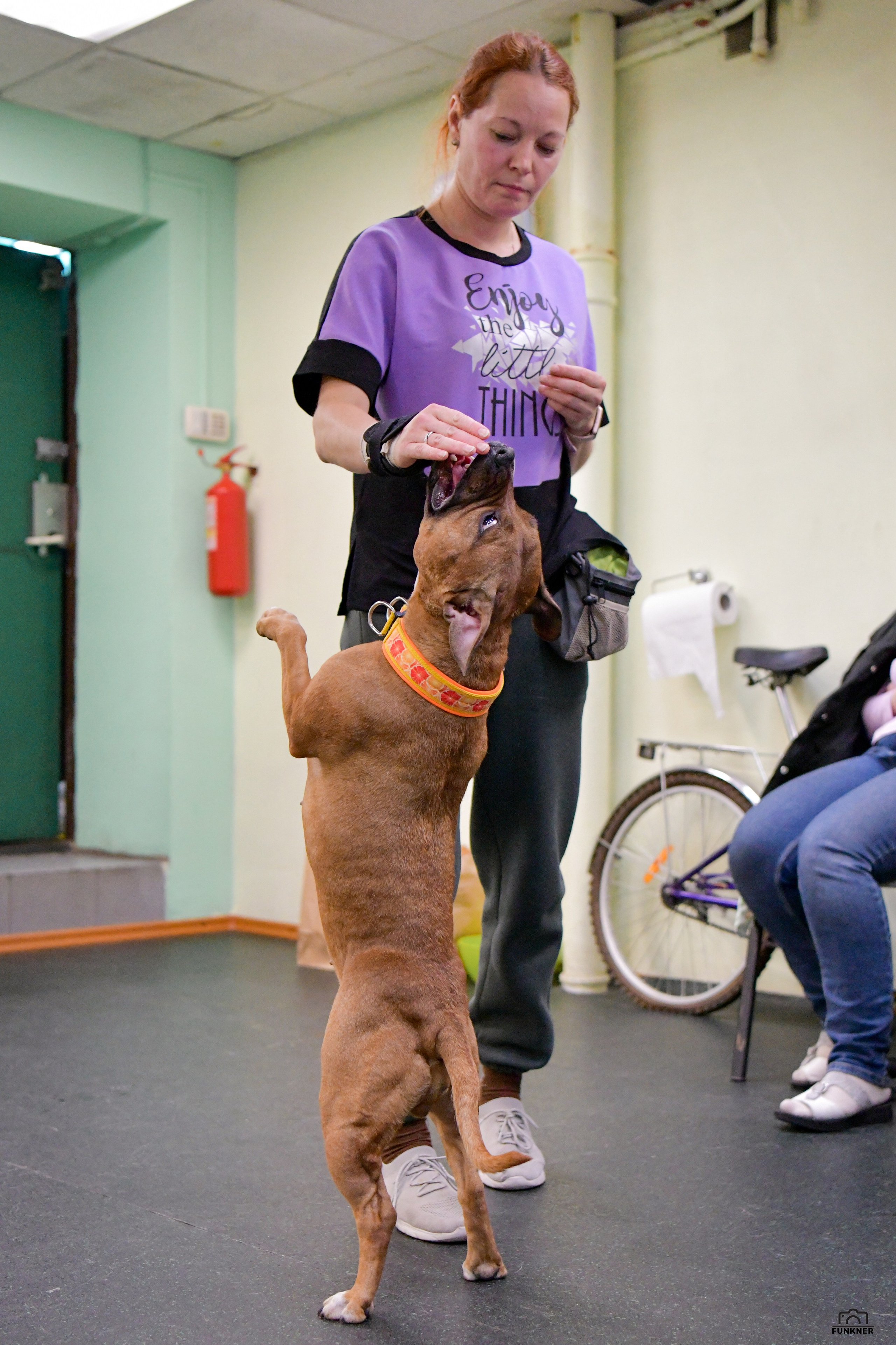Кинологический клуб «Бодрый хвост». Свой взгляд через объектив
