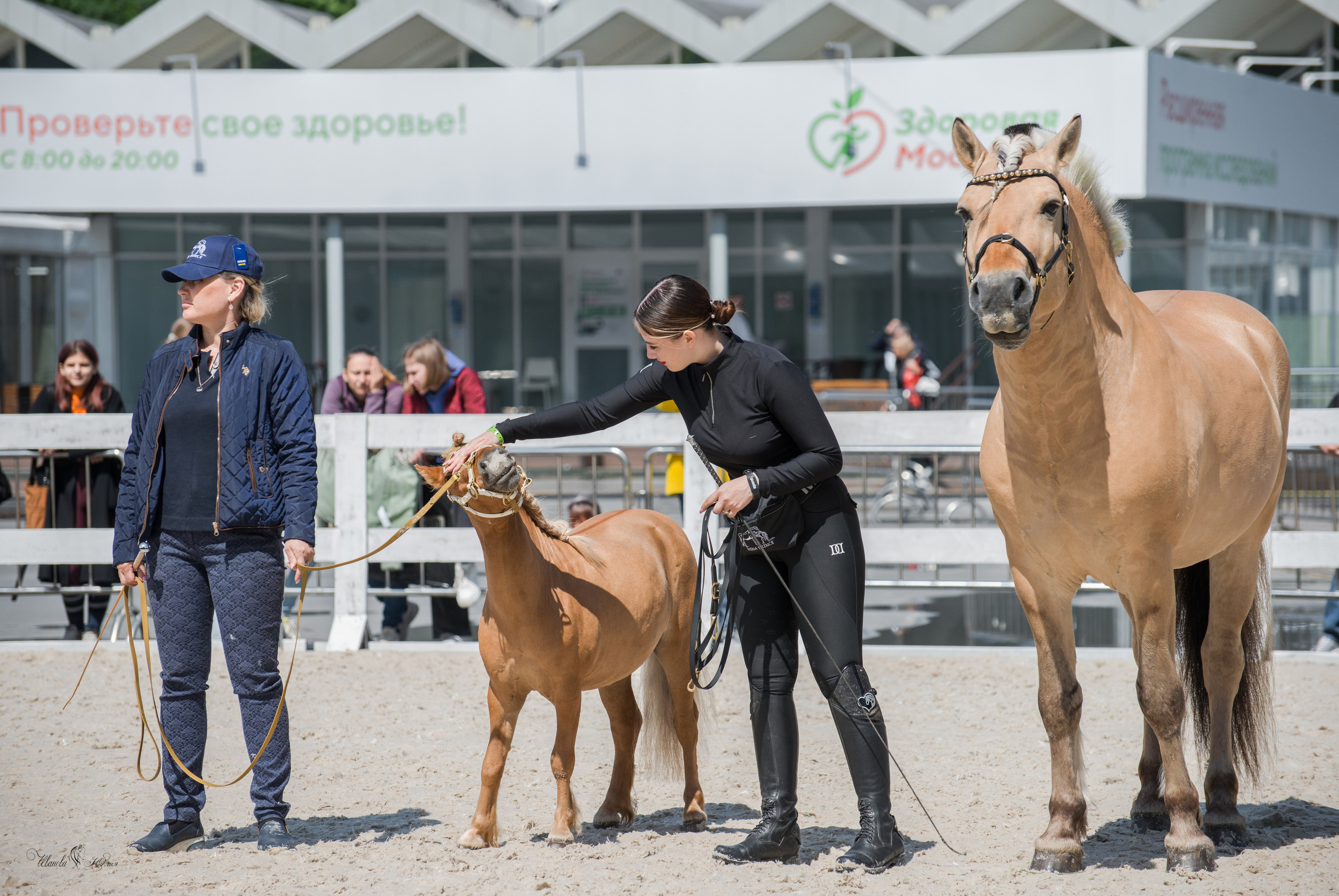 Эквирос, Москва. Конный фотограф в Саратове Юлия Иванова