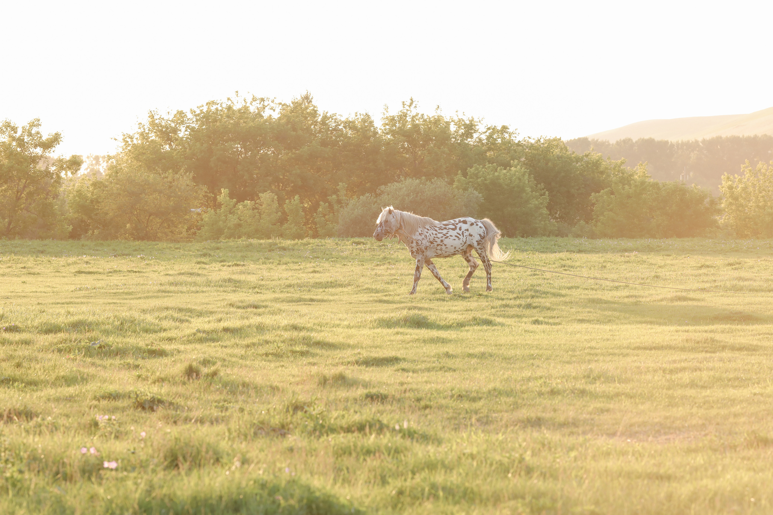 Василиса и Тимоша. Свадебный и семейный фотограф Белово Анастасия Пьянкова