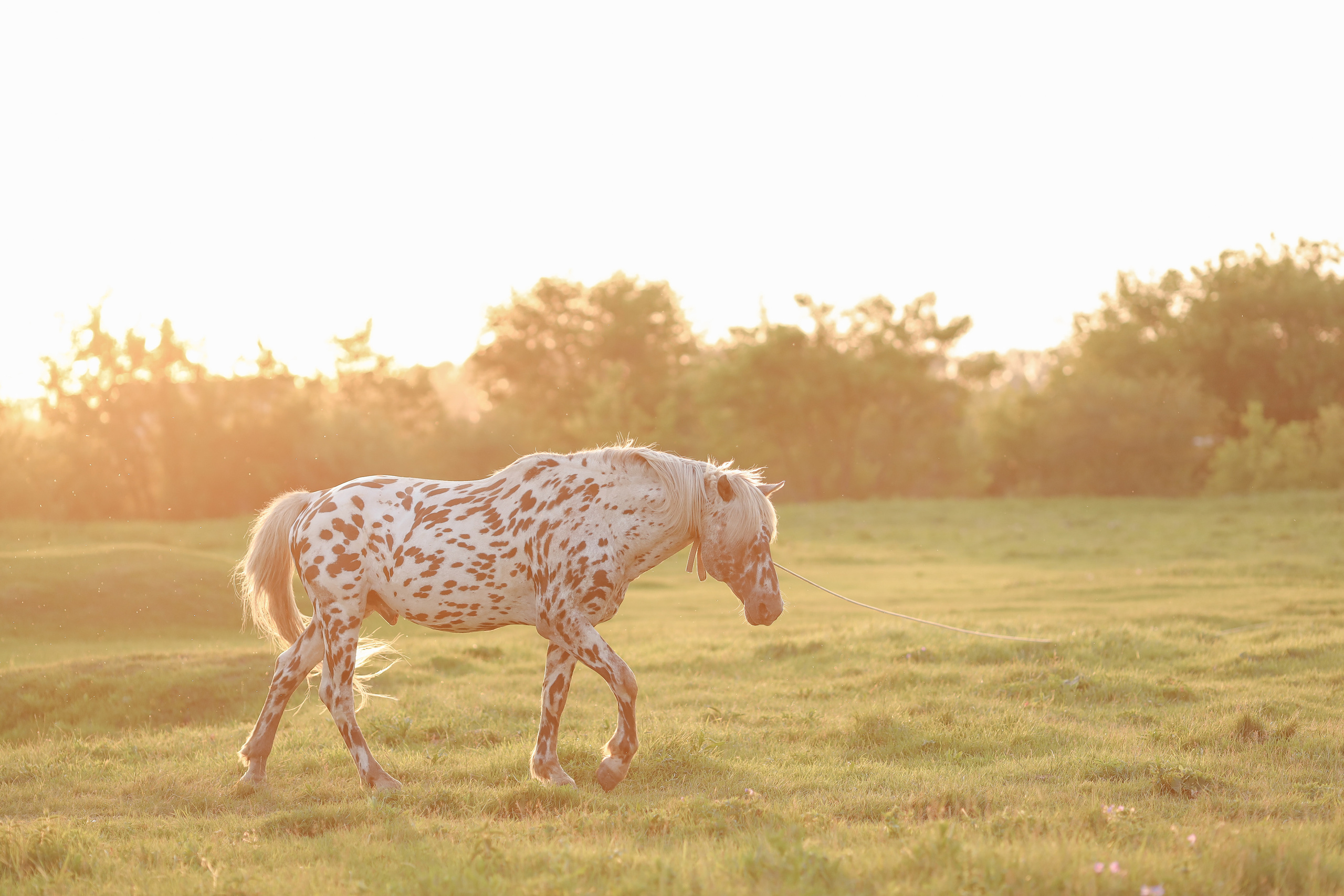 Василиса и Тимоша. Свадебный и семейный фотограф Белово Анастасия Пьянкова