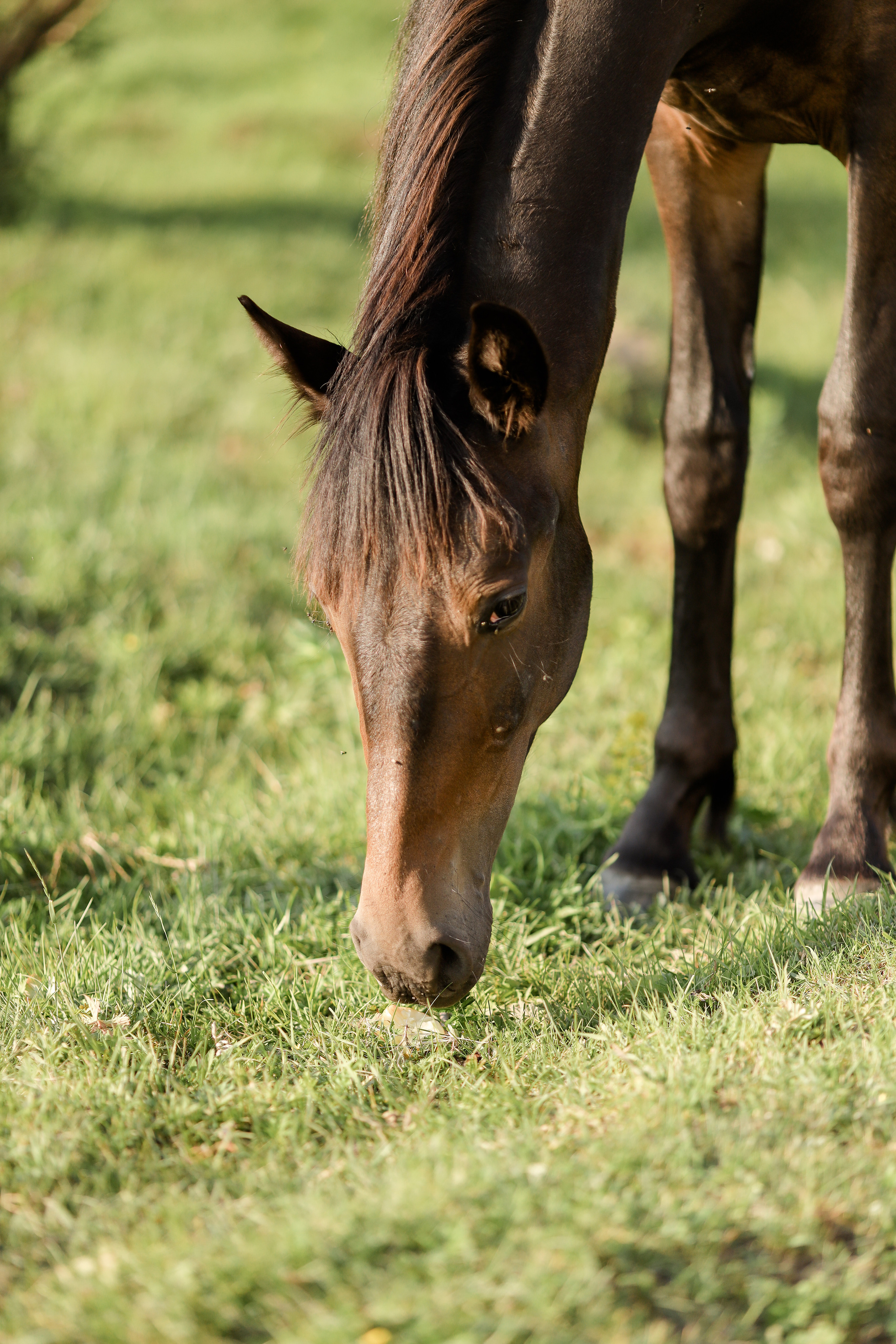 Василиса и Тимоша. Свадебный и семейный фотограф Белово Анастасия Пьянкова