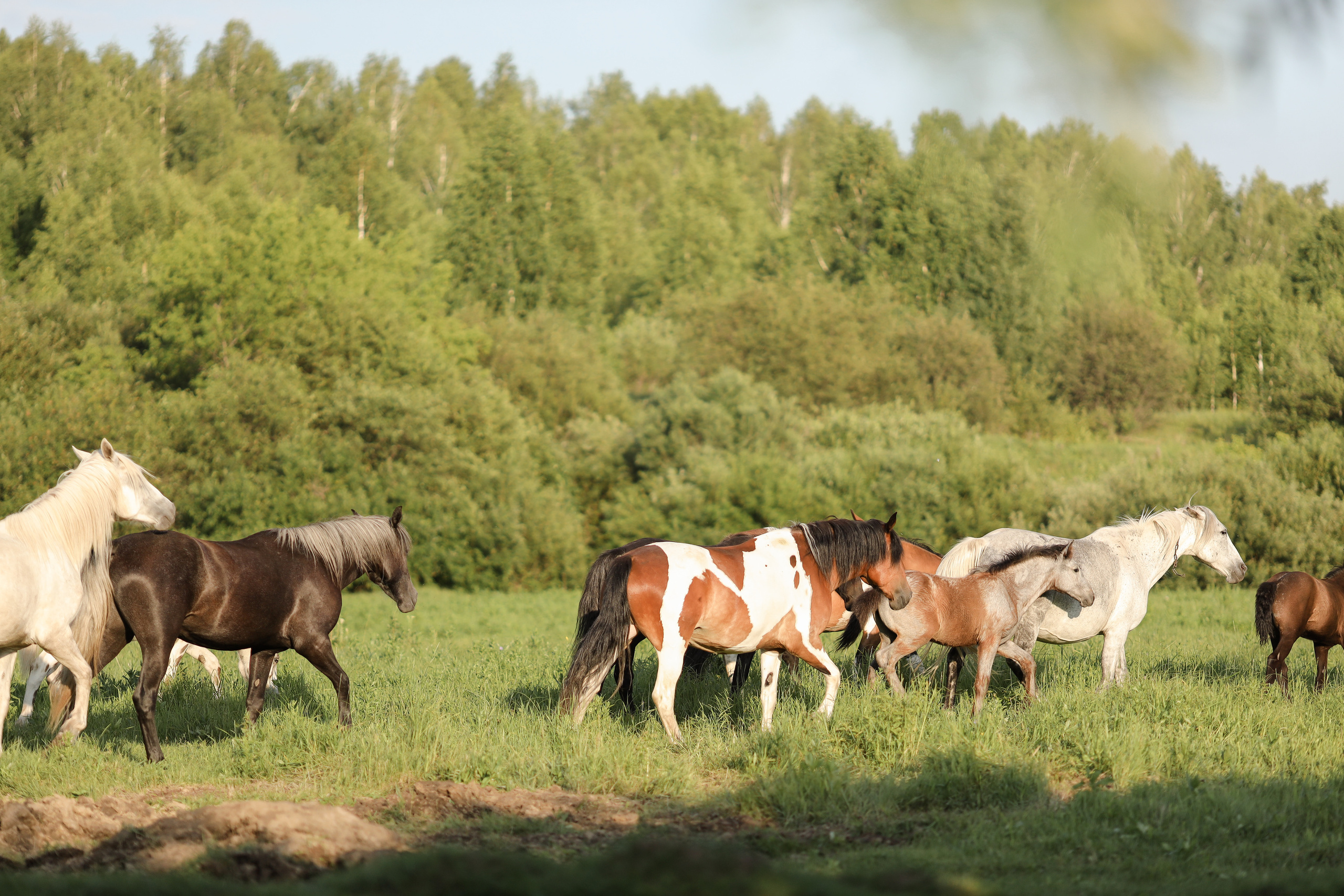 Василиса и Тимоша. Свадебный и семейный фотограф Белово Анастасия Пьянкова