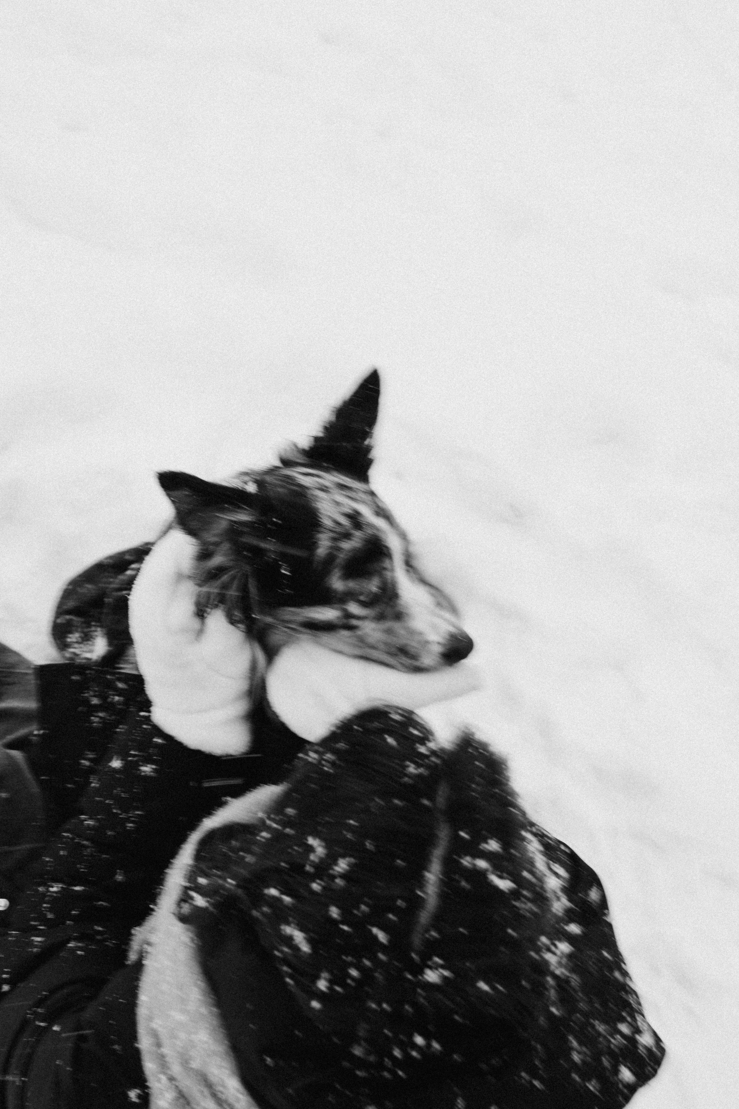 Настя и Тор. Фотораф — анималист Мария Шистка