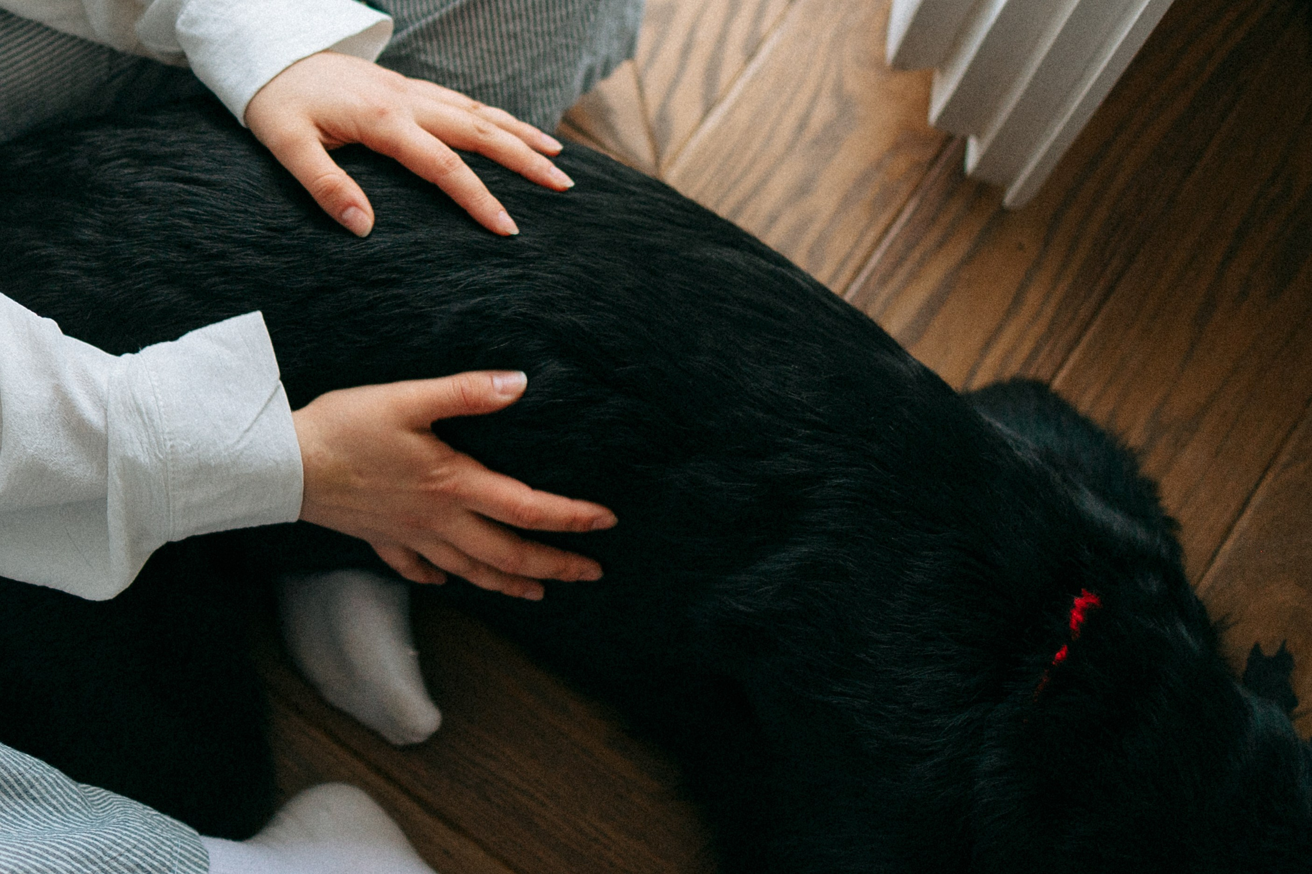 Умбра и Даша. Фотограф анималист Анастасия Пикей