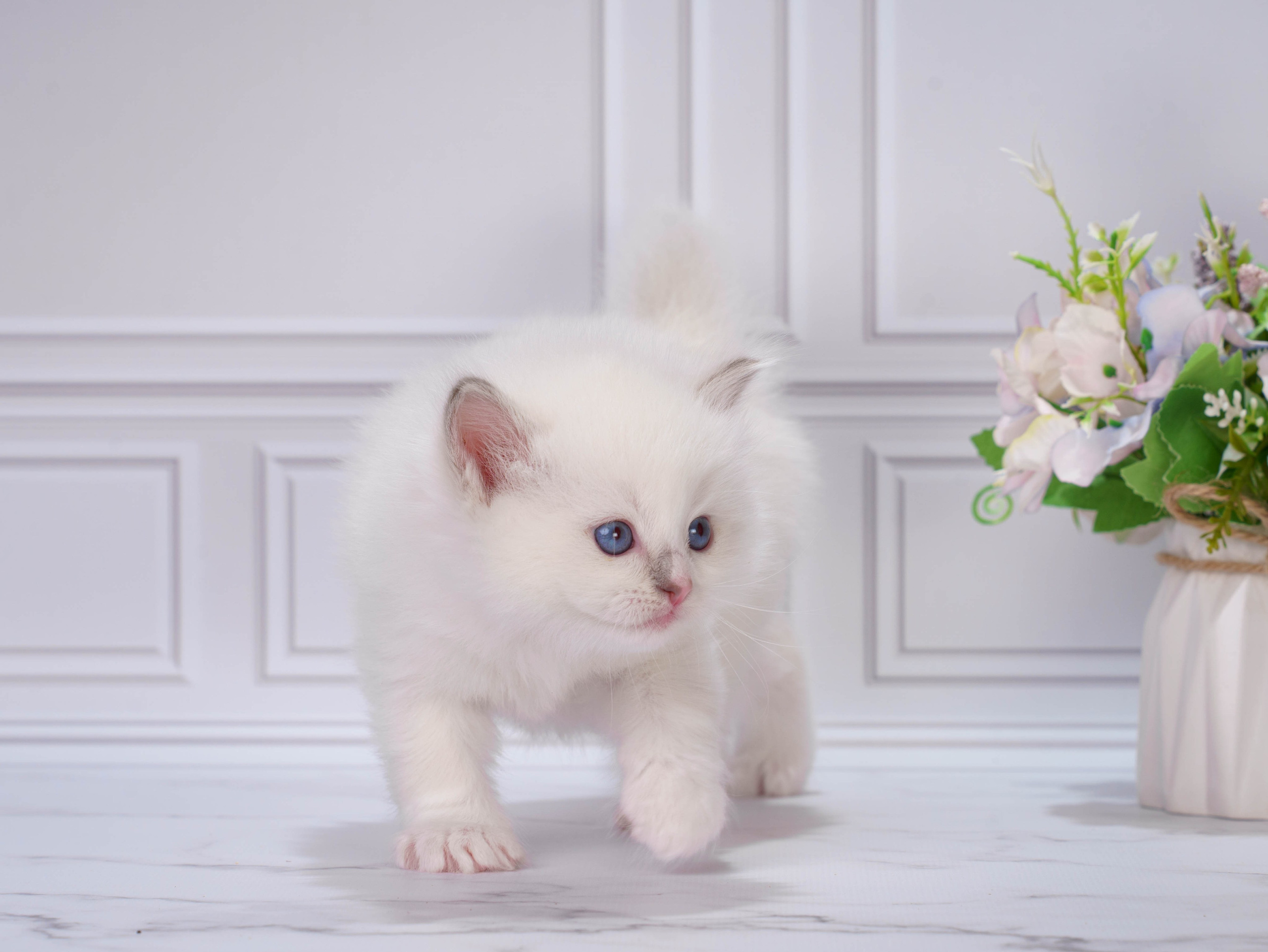 Котята рэгдолл от Loyal Adore. Питомник рэгдолл Loyal Adore